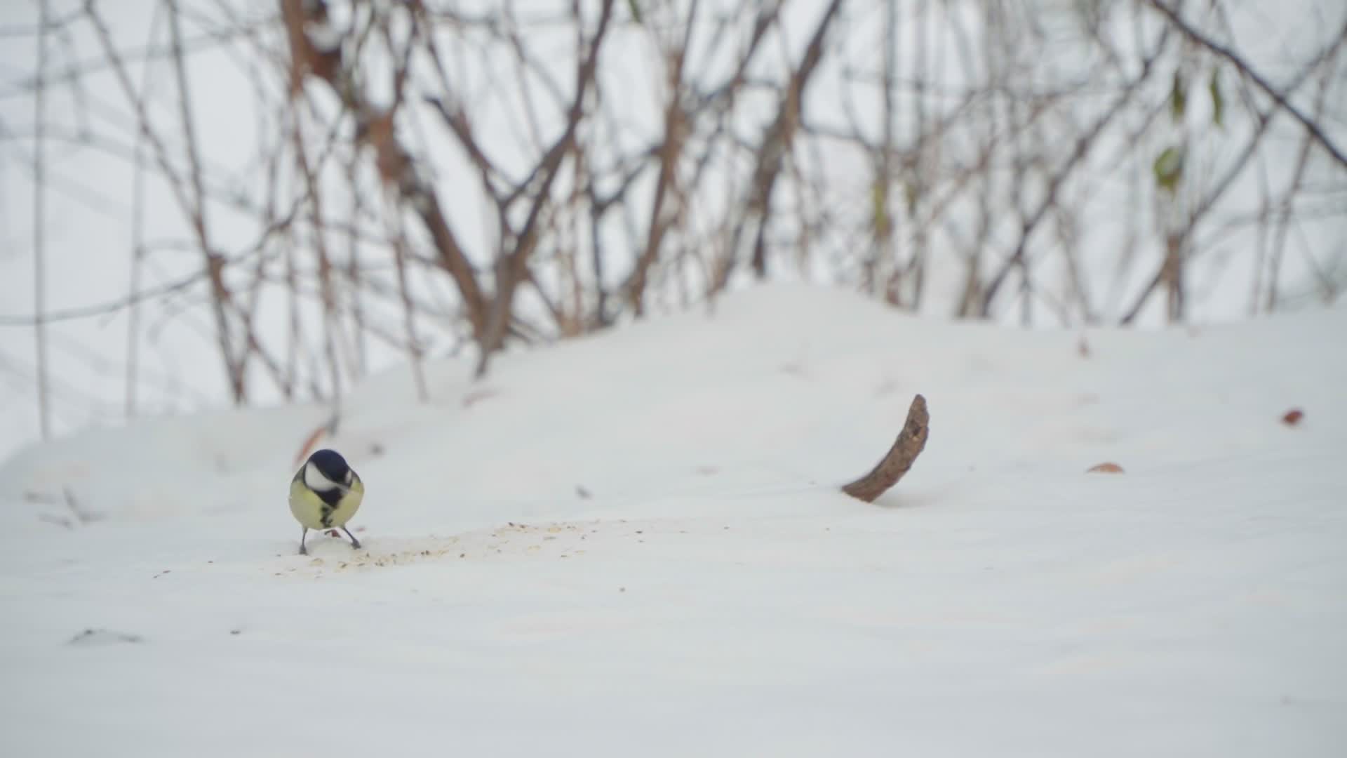 Birds gather food after heavy snowfall in Warsaw