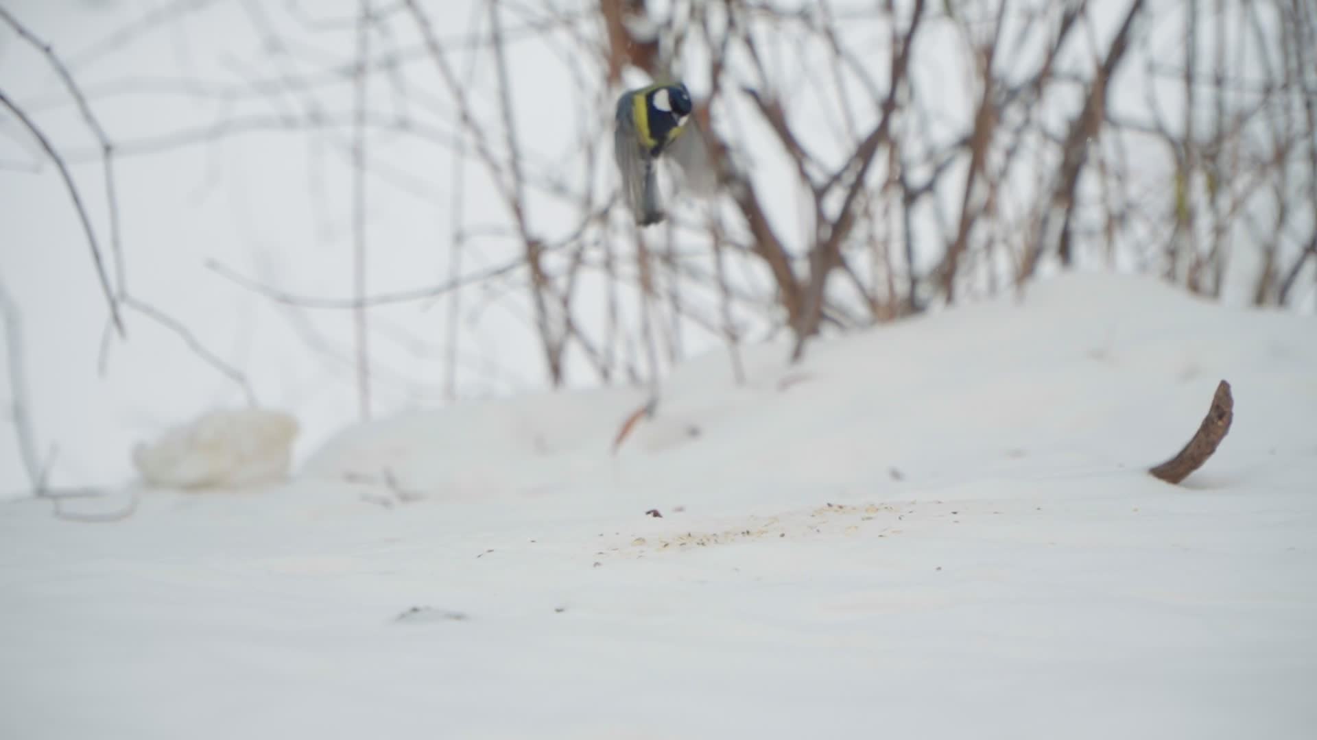 Birds gather food after heavy snowfall in Warsaw