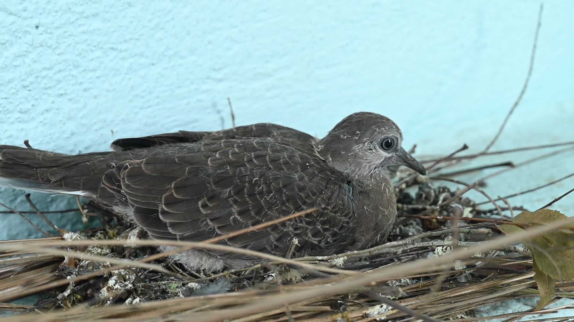 Spotted dove (Spilopelia chinensis) - Egg to Development  - 12/06/2025