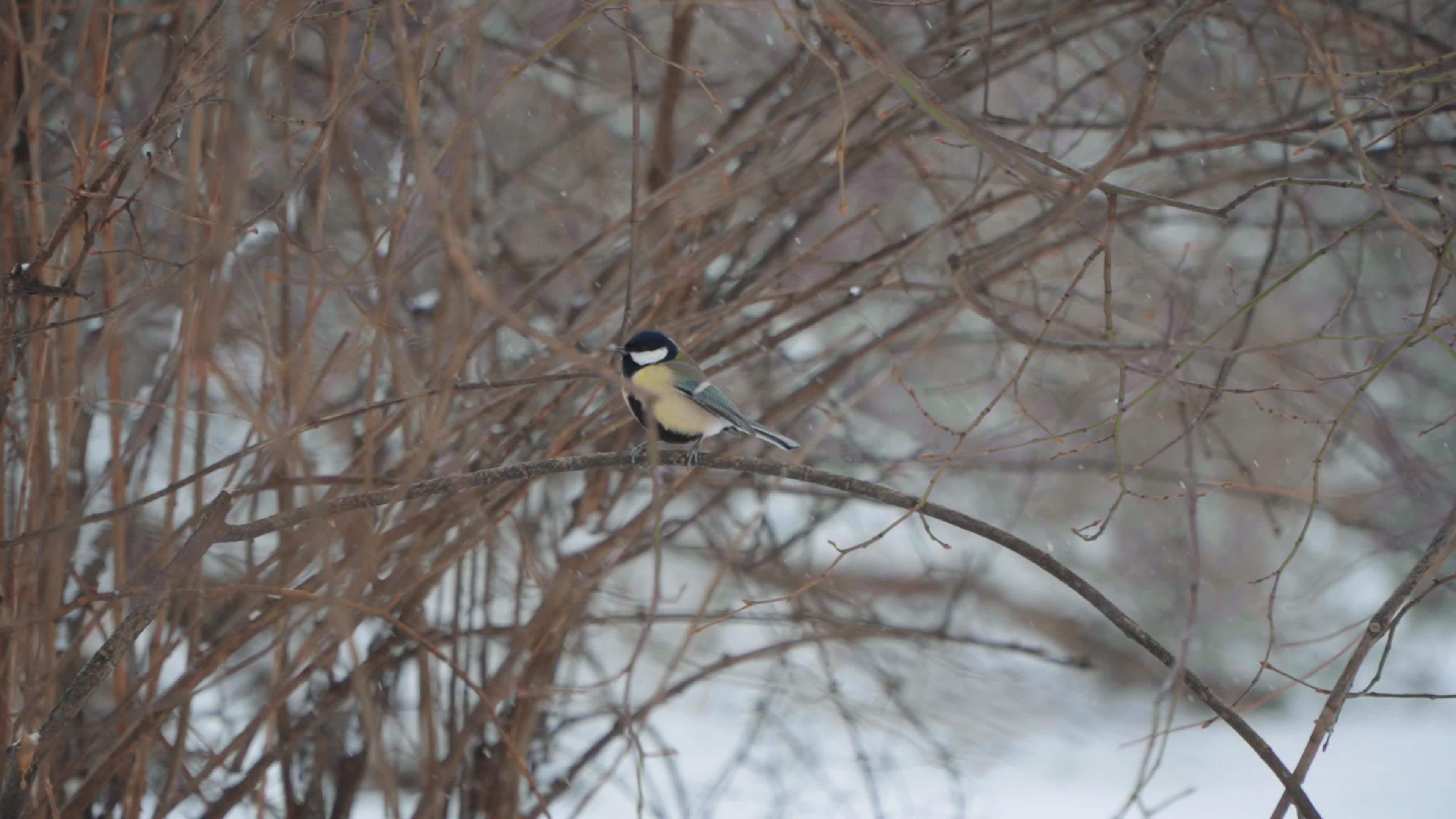 Heavy snowfall, strong winds and flood warnings issued across Poland