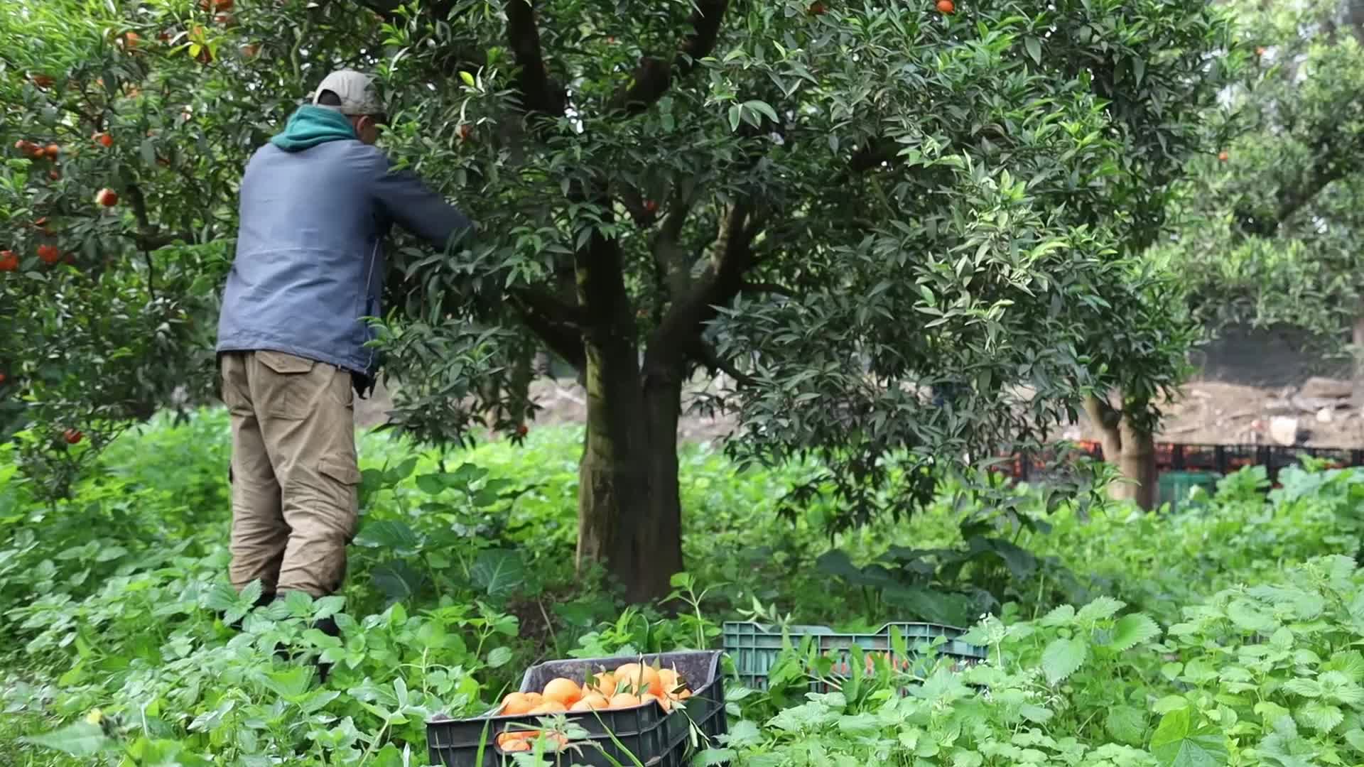 Harvesting tangerines in Boufarik, Algeria