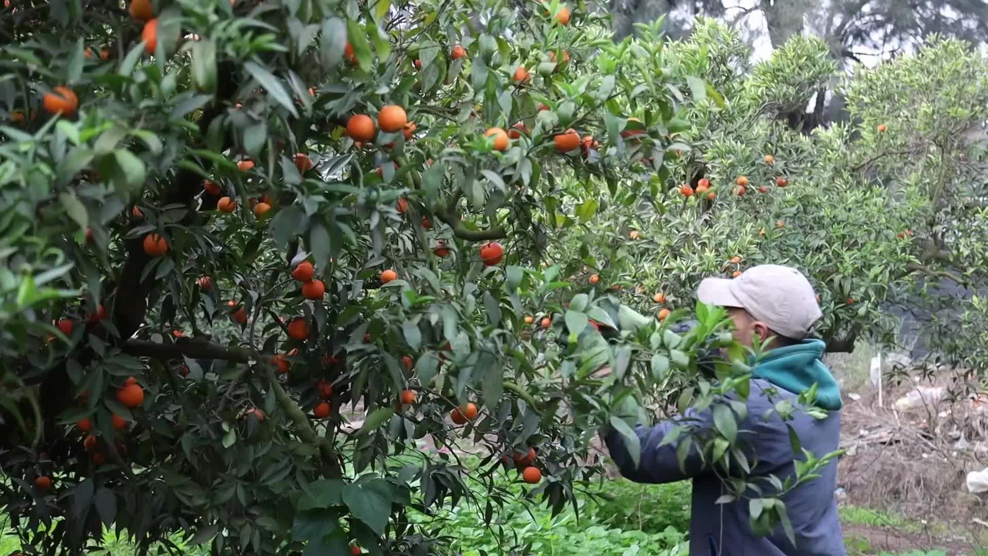 Harvesting tangerines in Boufarik, Algeria