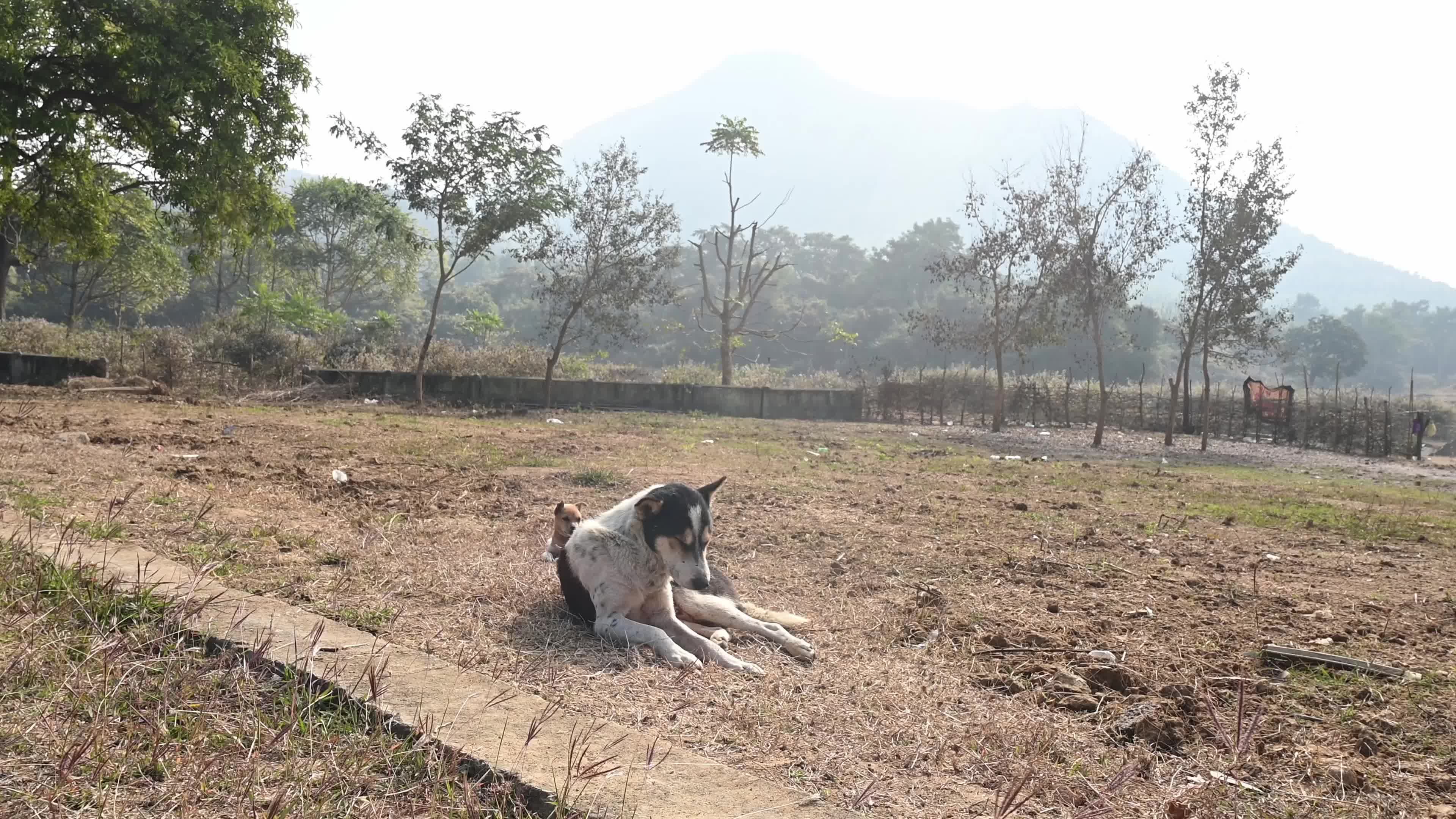 Indian Pariah dog - Supreme Court of India - Controversy - Indian street dog 