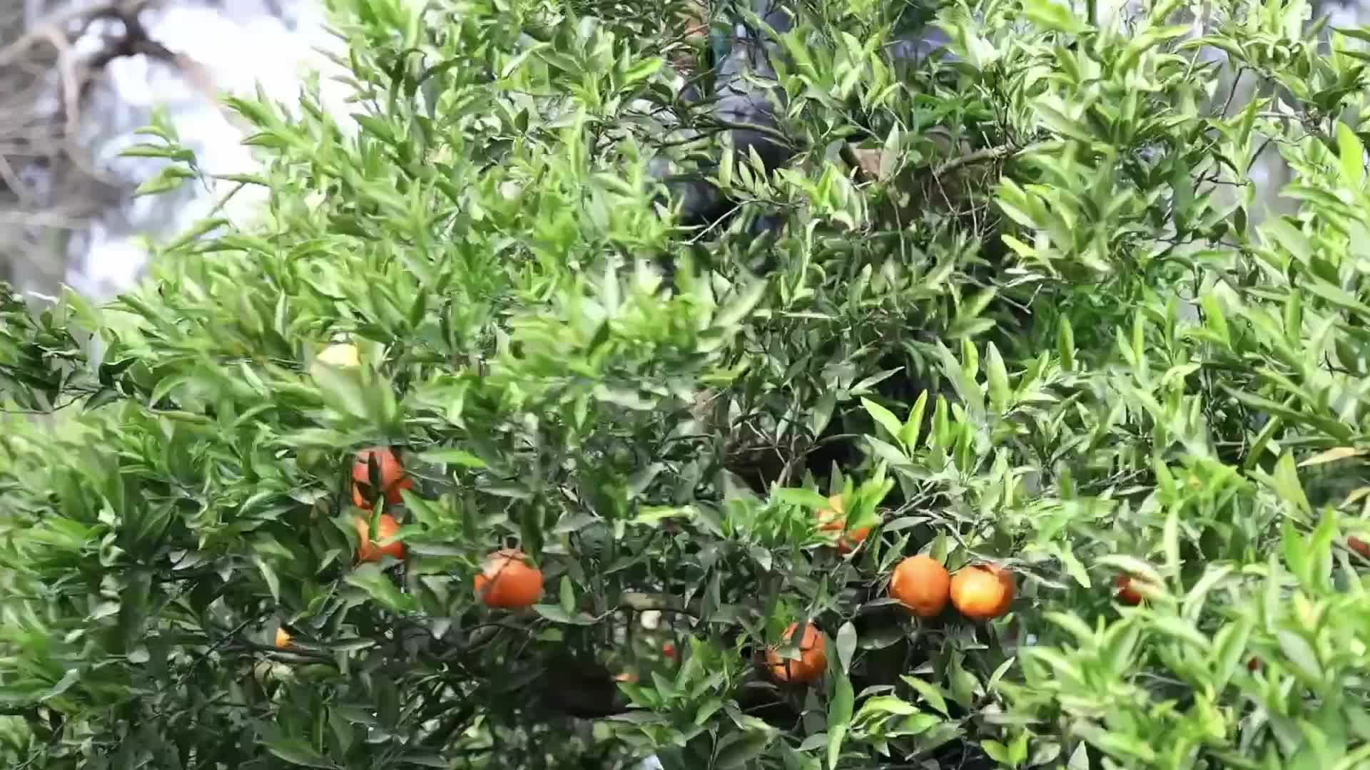 Harvesting tangerines in Boufarik, Algeria