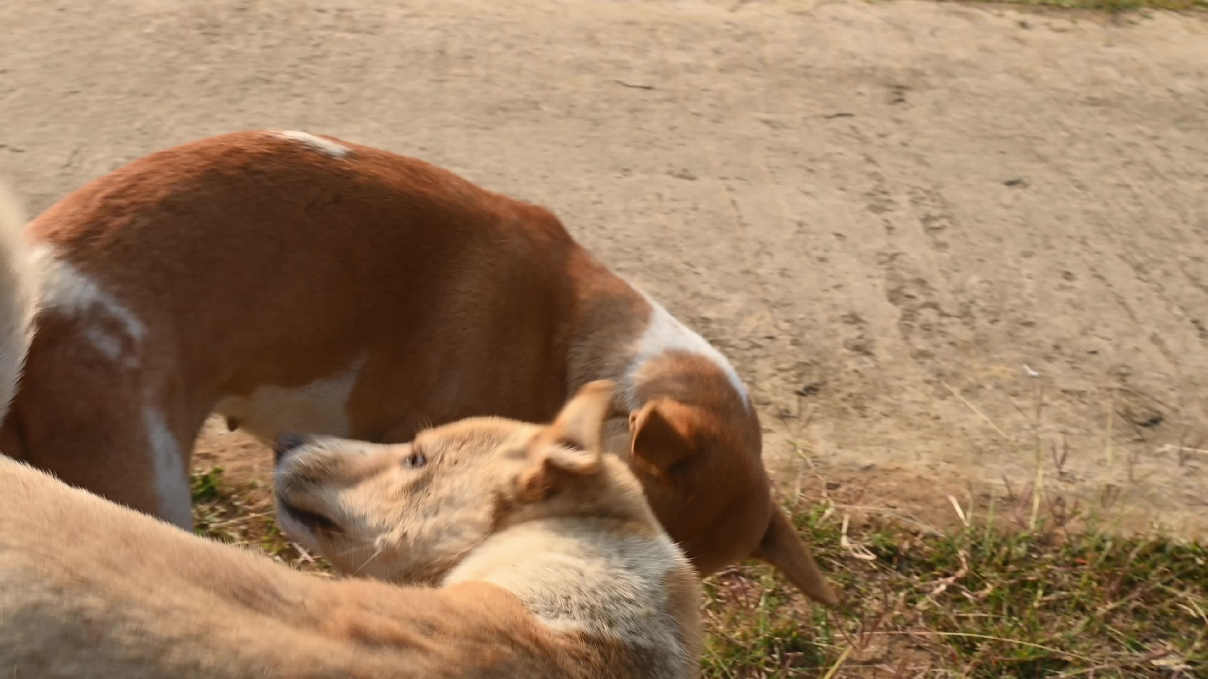 Indian Pariah dog - Supreme Court of India - Controversy - Indian street dog 