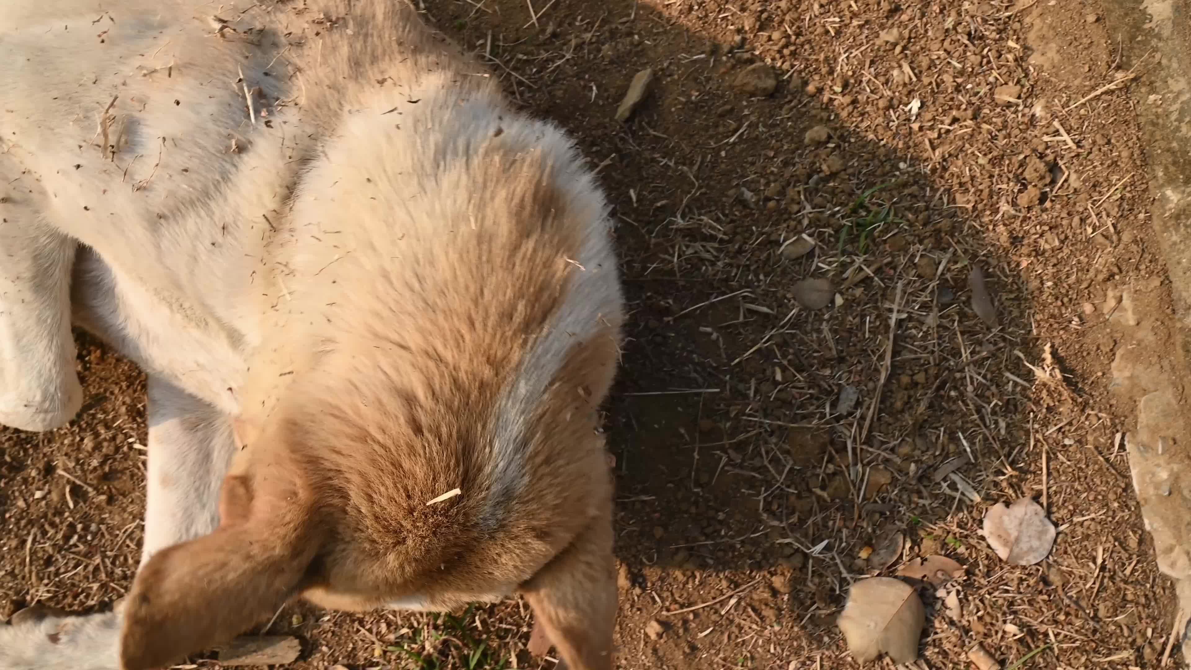 Indian Pariah dog - Supreme Court of India - Controversy - Indian street dog 