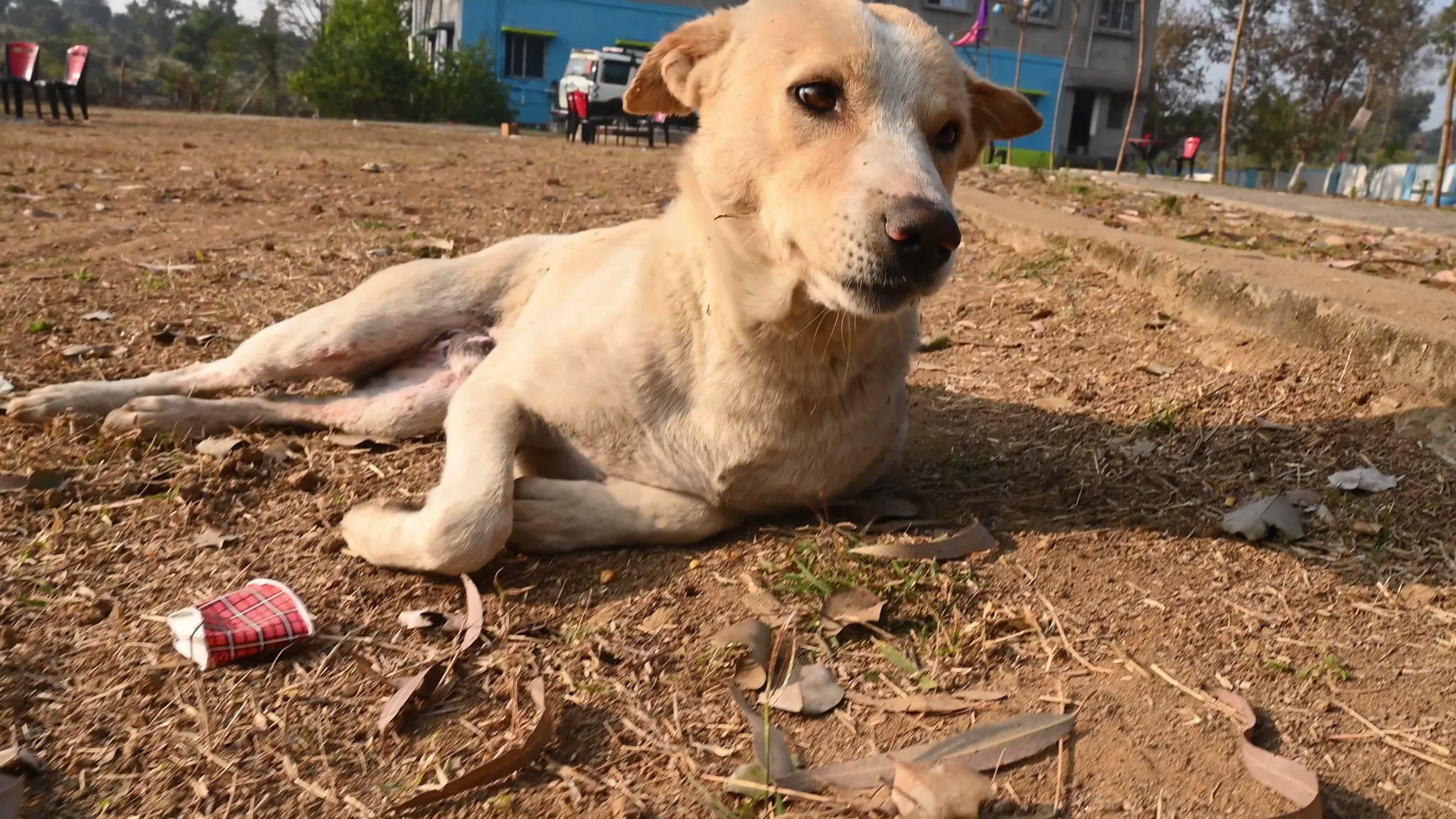 Indian Pariah dog - Supreme Court of India - Controversy - Indian street dog 