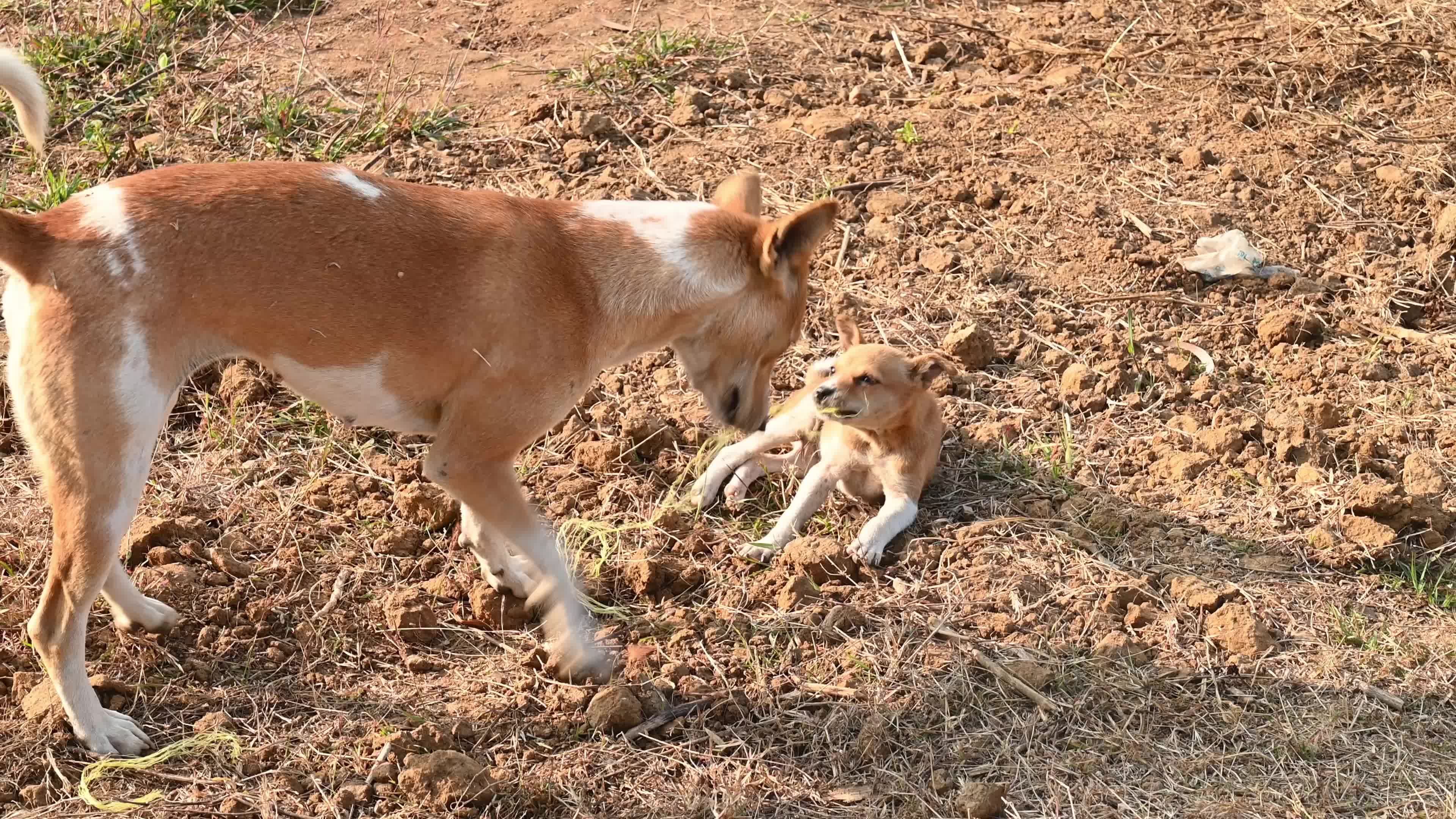 Indian Pariah dog - Supreme Court of India - Controversy - Indian street dog 