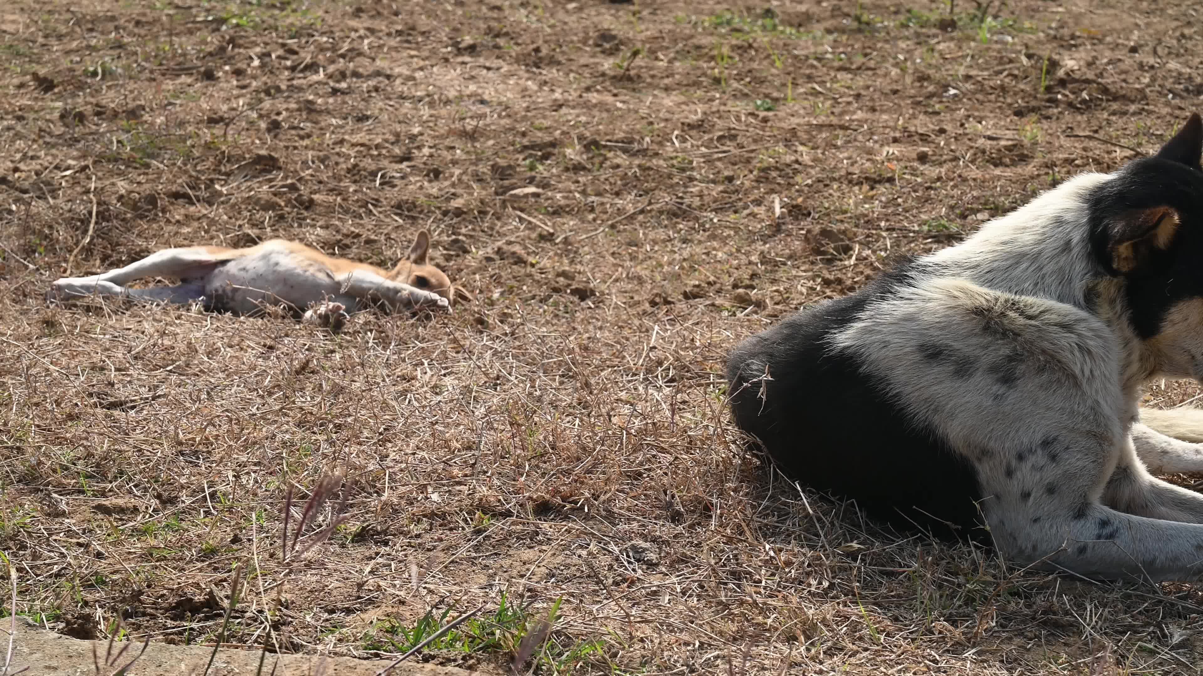 Indian Pariah dog - Supreme Court of India - Controversy - Indian street dog 