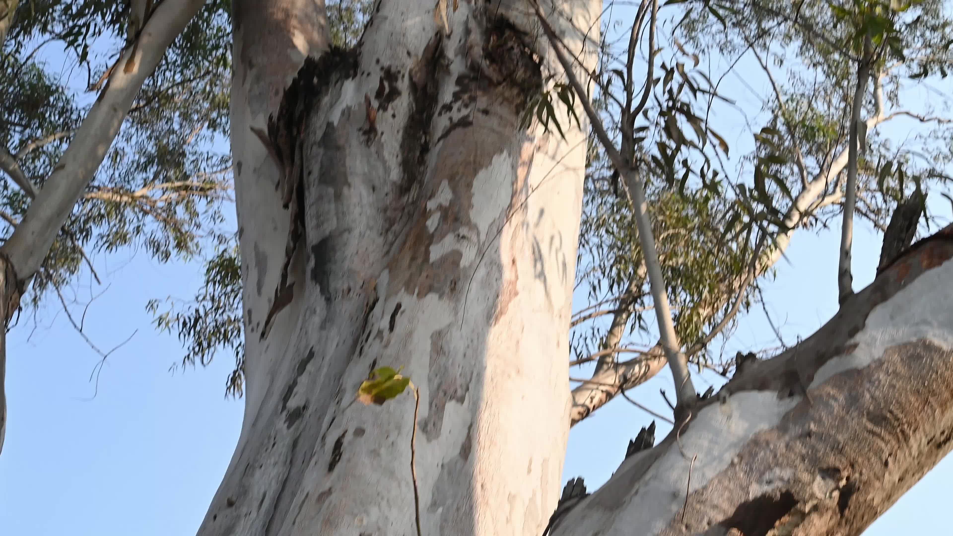 Eucalyptus Tree - Rose-ringed Parakeet Bird 