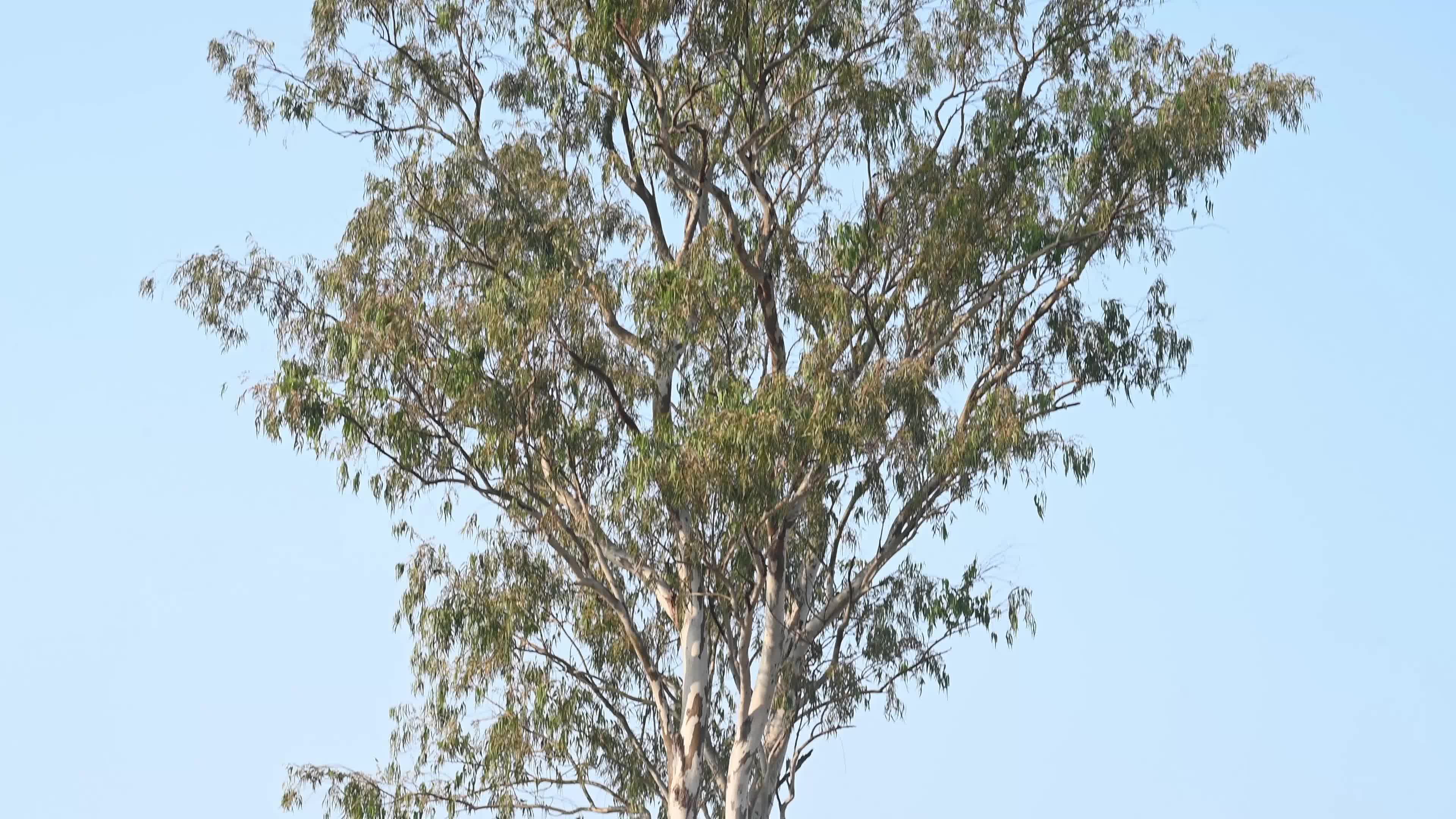 Eucalyptus Tree - Rose-ringed Parakeet Bird 