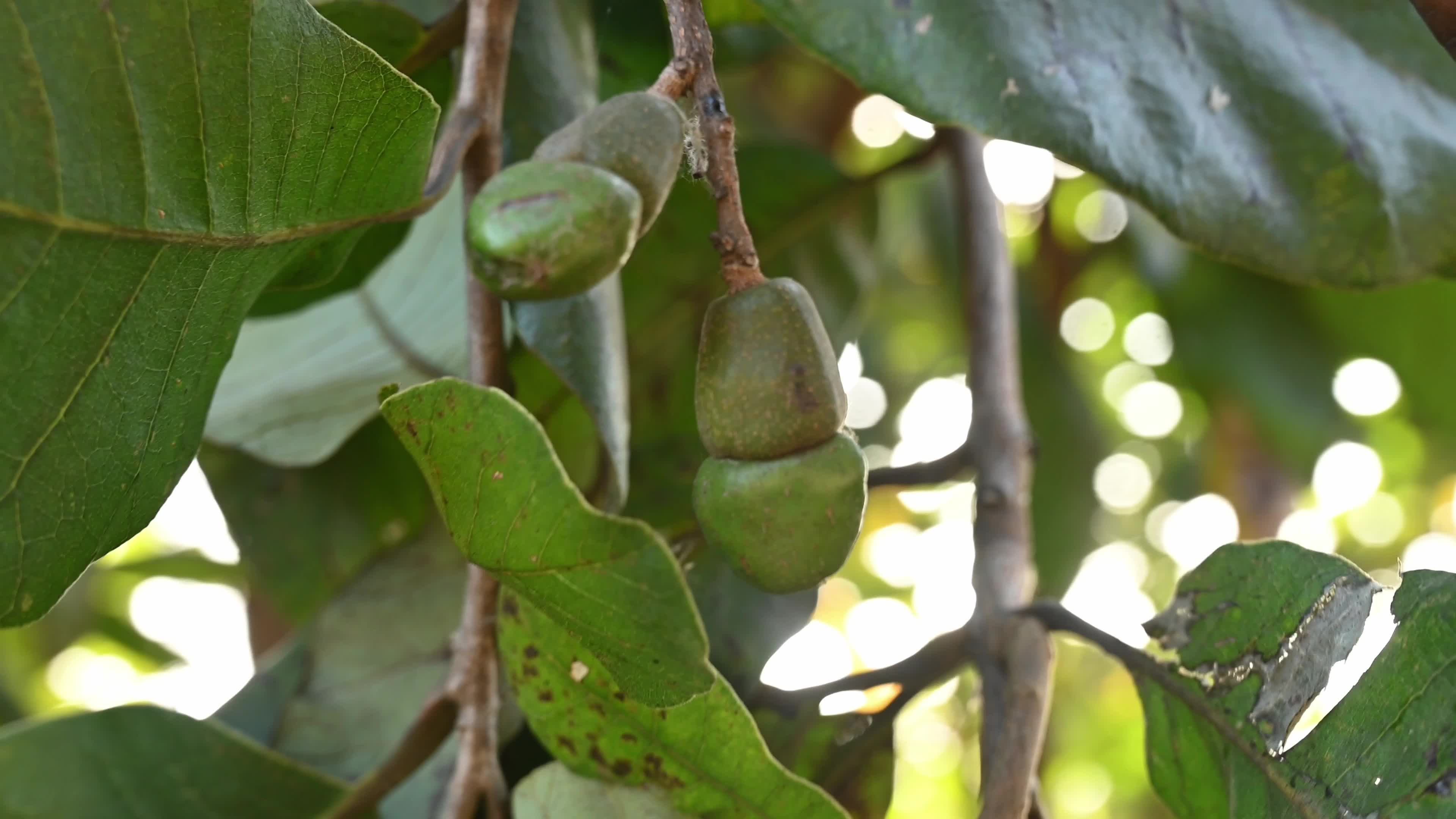 Semecarpus anacardium - Marking Nut Tree - Tropical Plants