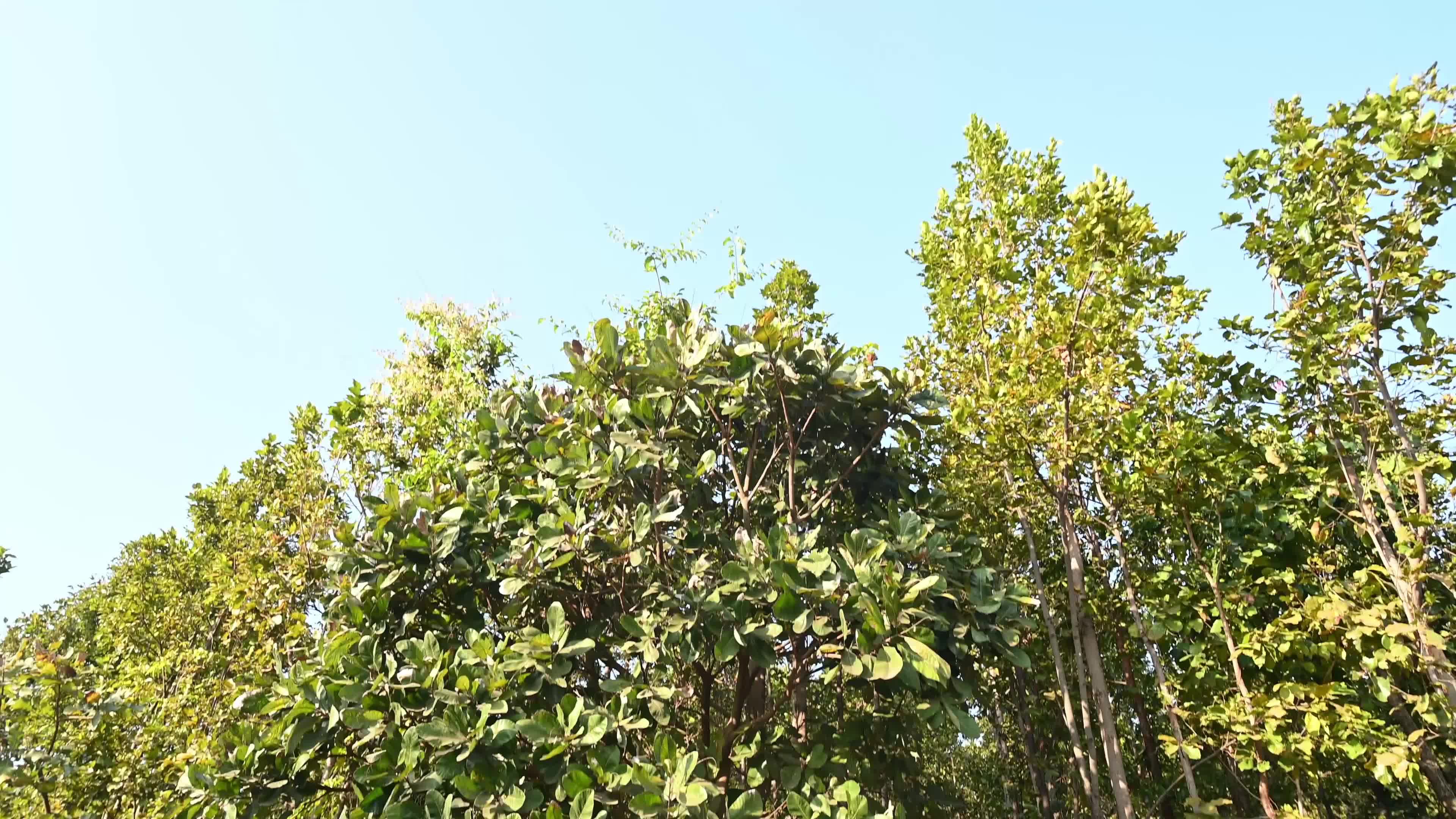 Semecarpus anacardium - Marking Nut Tree - Tropical Plants 