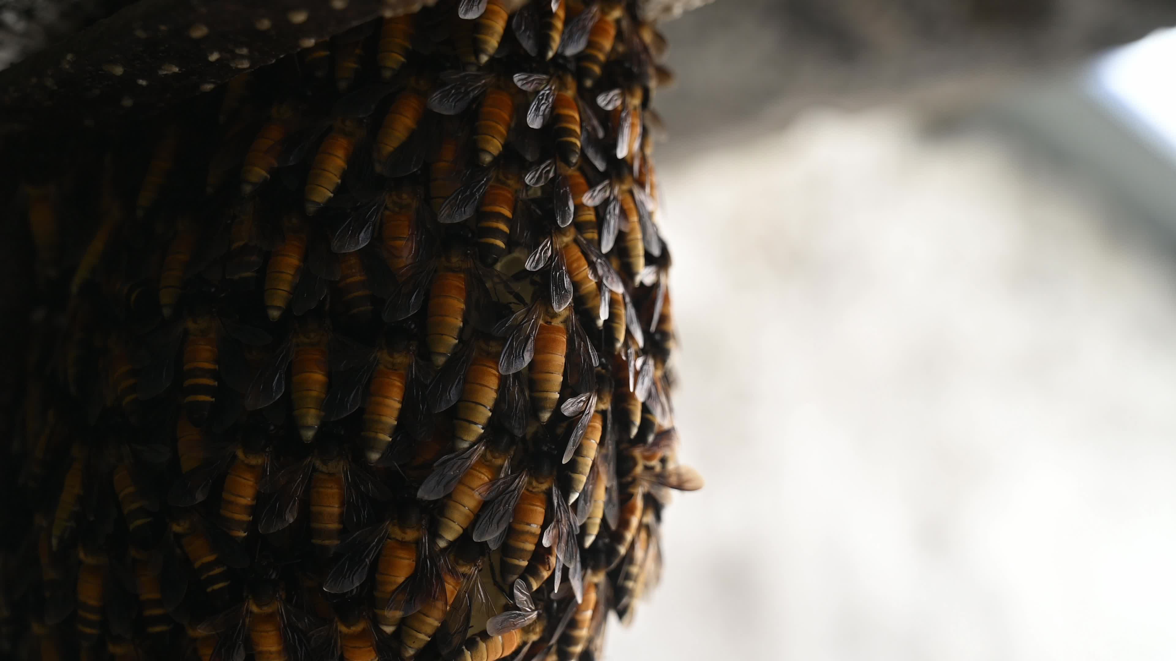 Giant honey bee (Apis dorsata) - Honey - Animal India - Honeycomb 