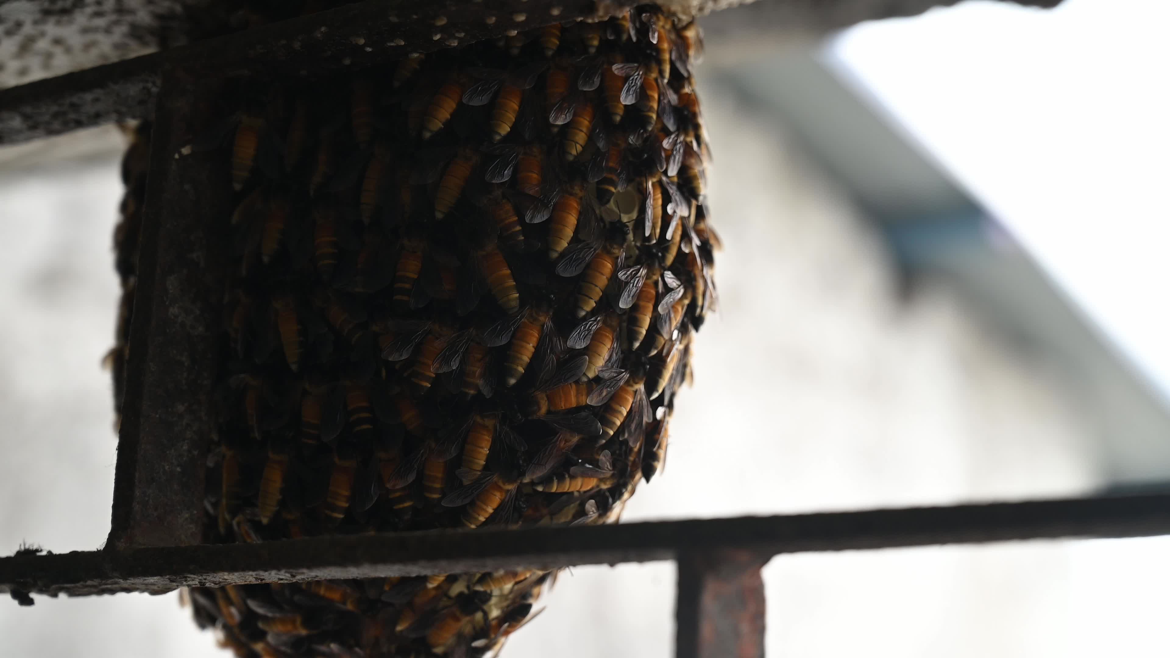 Giant honey bee (Apis dorsata) - Honey - Animal India - Honeycomb 