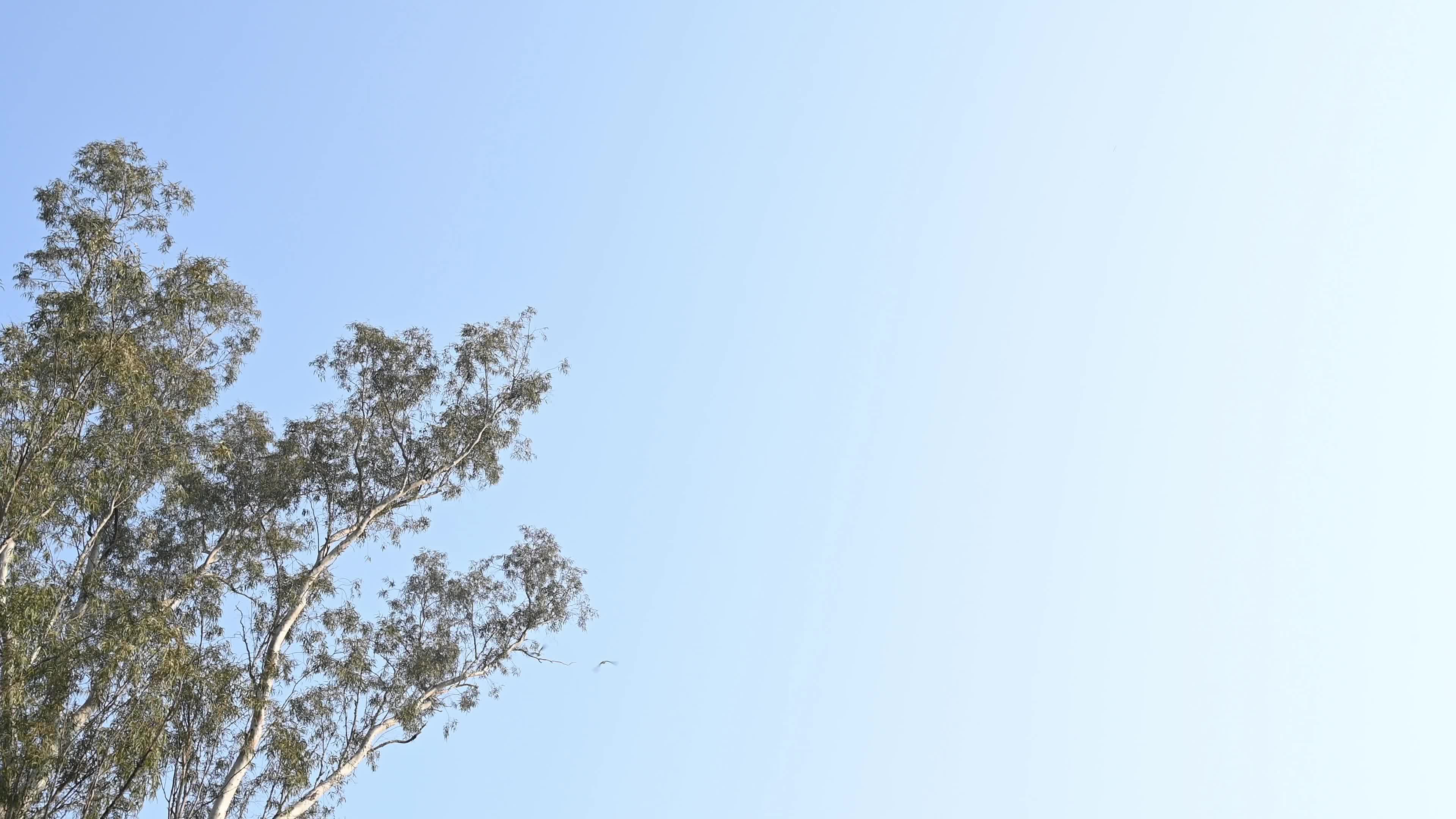 Eucalyptus Tree - Rose-ringed Parakeet Bird 