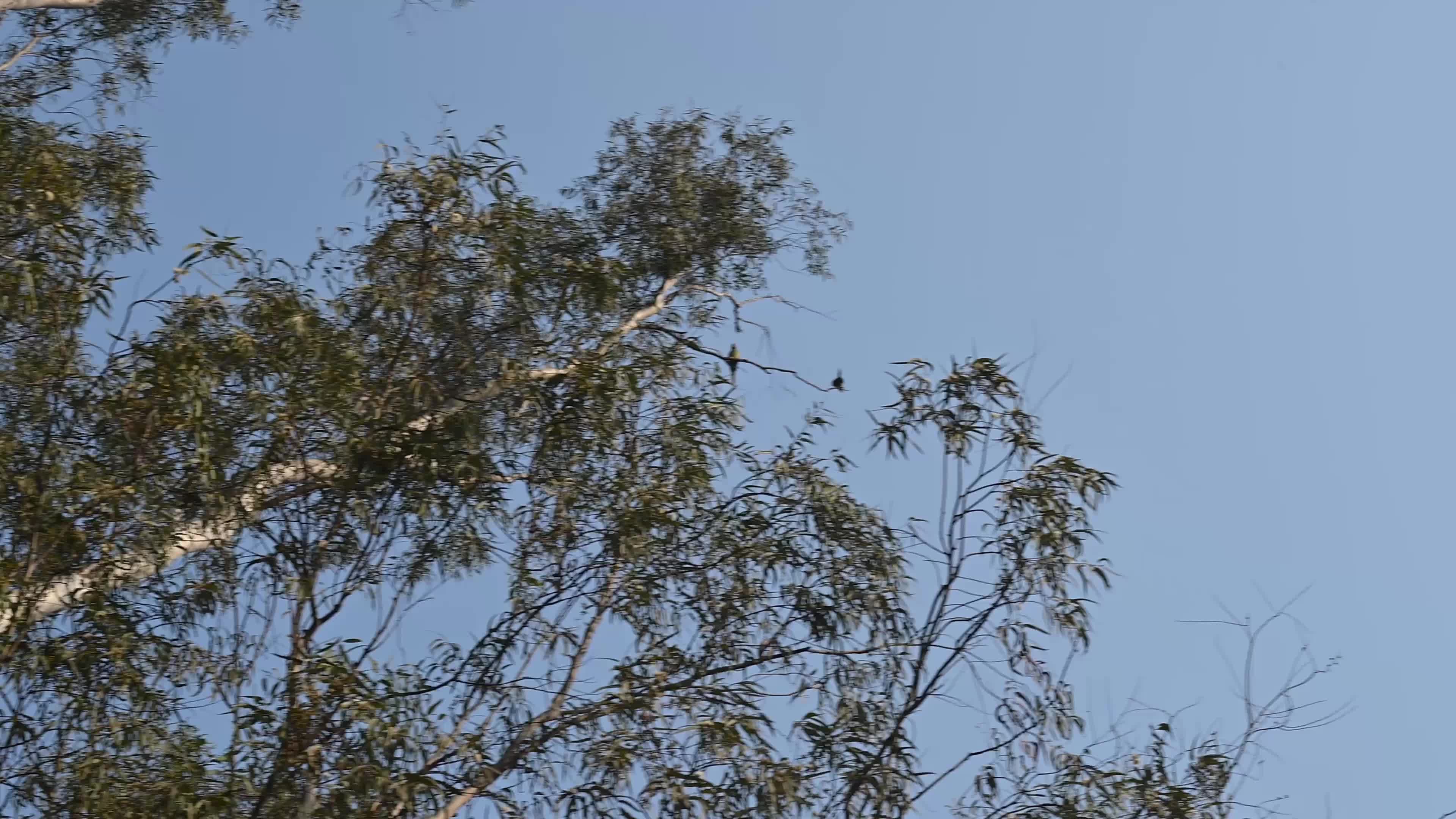 Eucalyptus Tree - Rose-ringed Parakeet Bird 