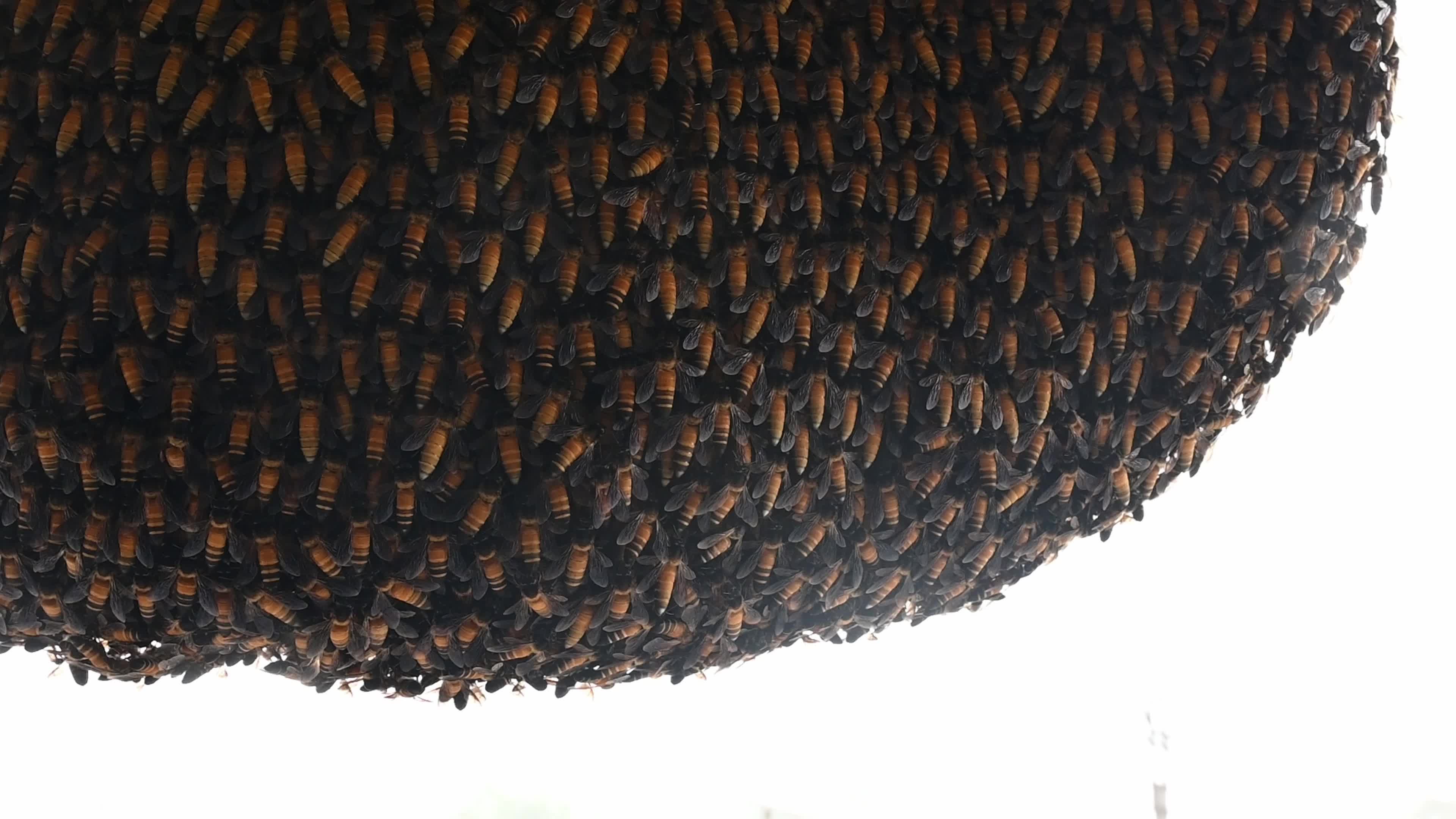 Giant honey bee (Apis dorsata) - Honey - Animal India - Honeycomb 