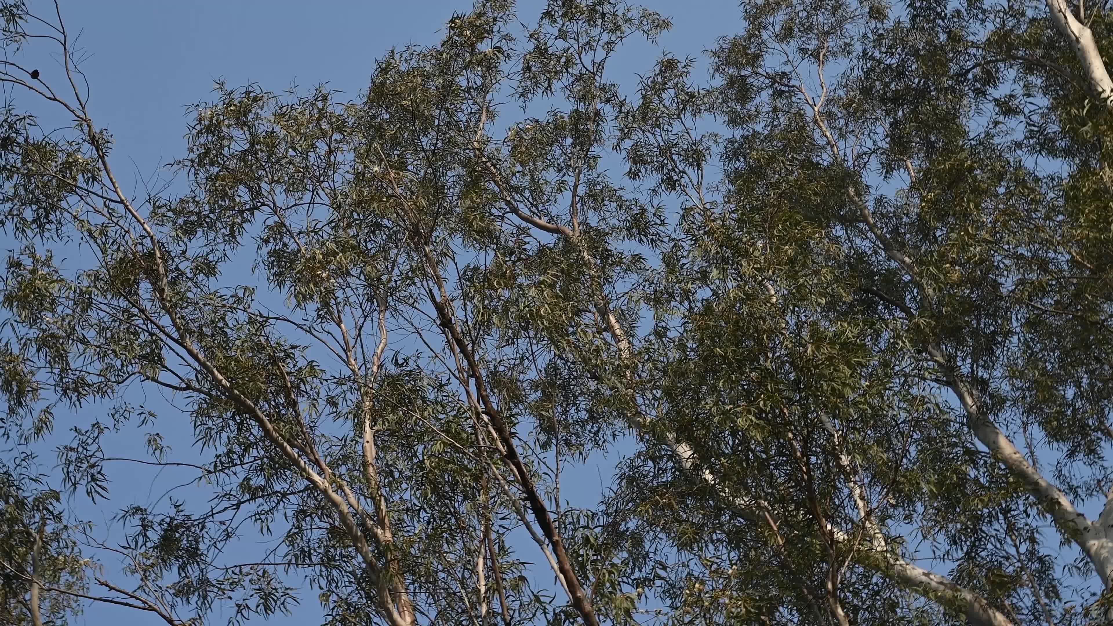 Eucalyptus Tree - Rose-ringed Parakeet Bird 