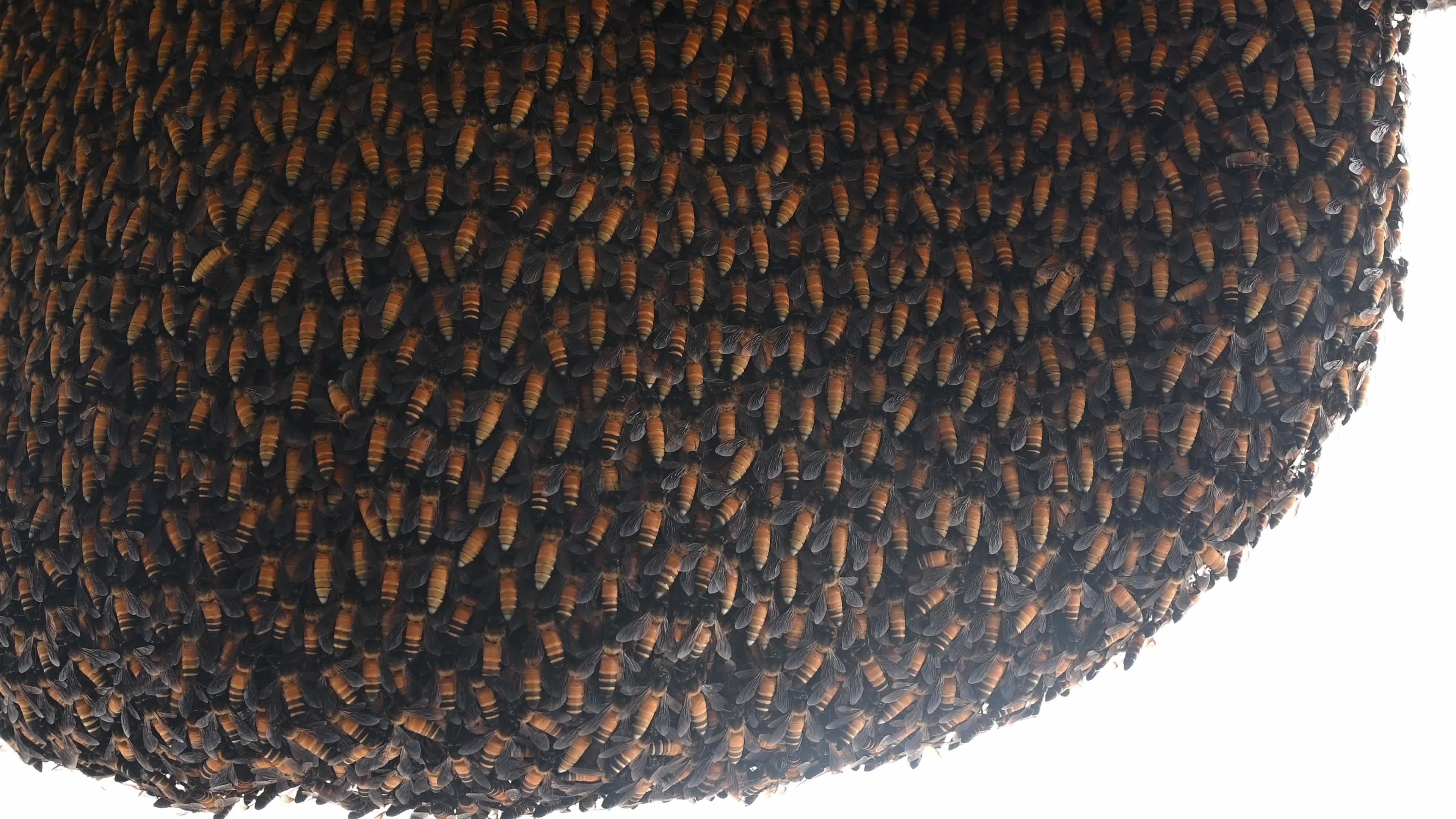 Giant honey bee (Apis dorsata) - Honey - Animal India - Honeycomb 