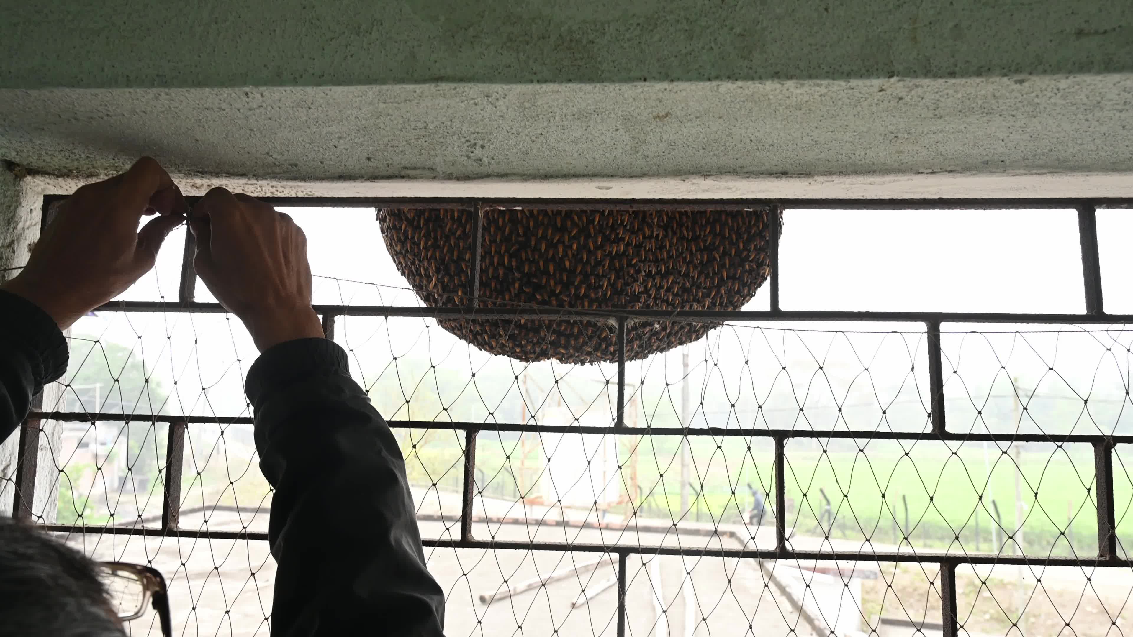 Giant honey bee (Apis dorsata) - Honey - Animal India - Honeycomb 