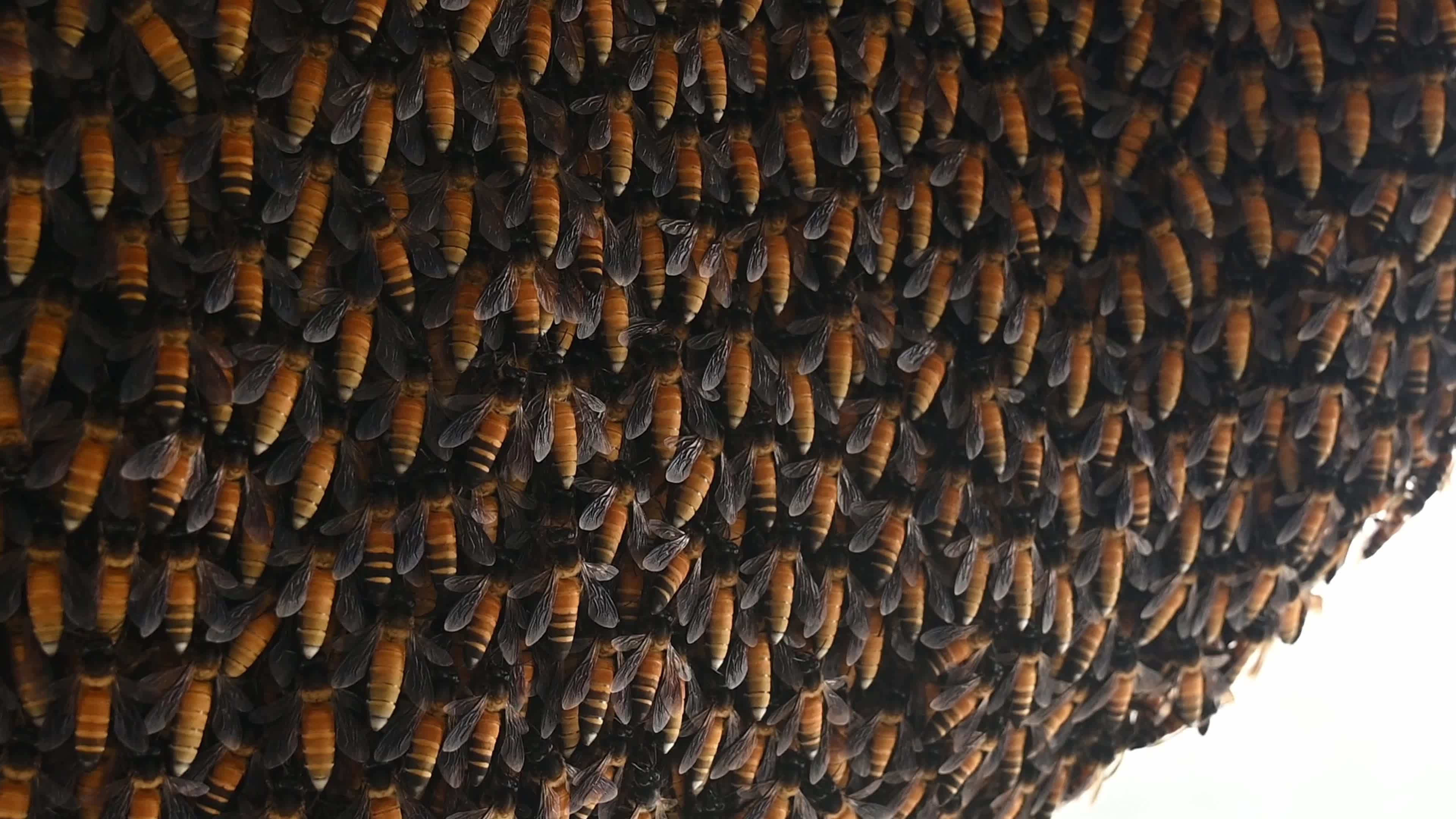 Giant honey bee (Apis dorsata) - Honey - Animal India - Honeycomb 