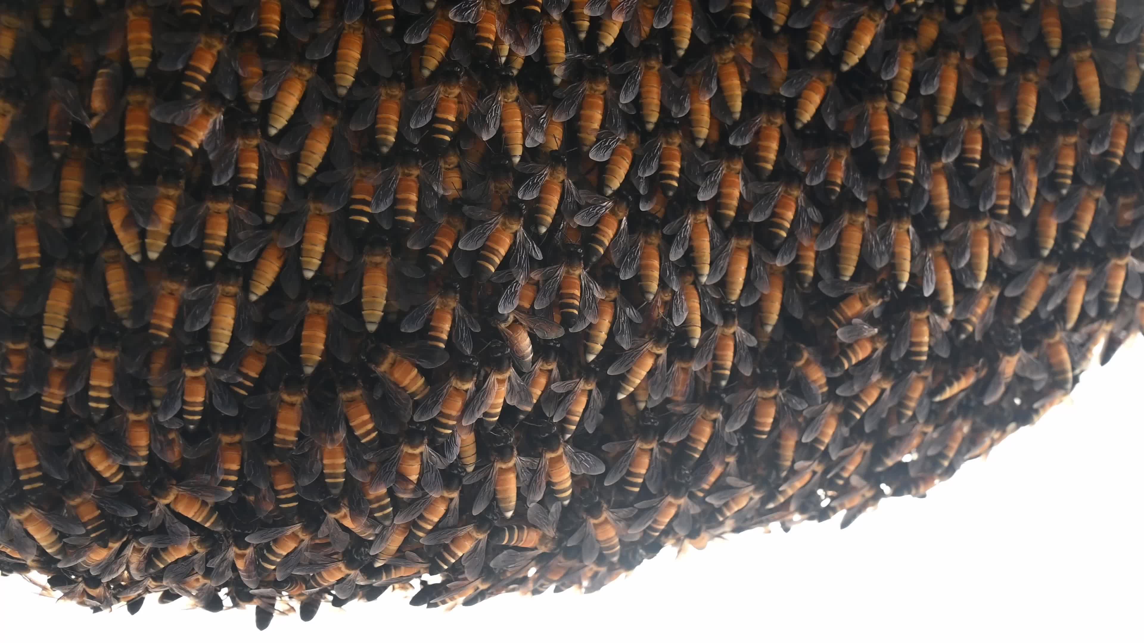 Giant honey bee (Apis dorsata) - Honey - Animal India - Honeycomb 