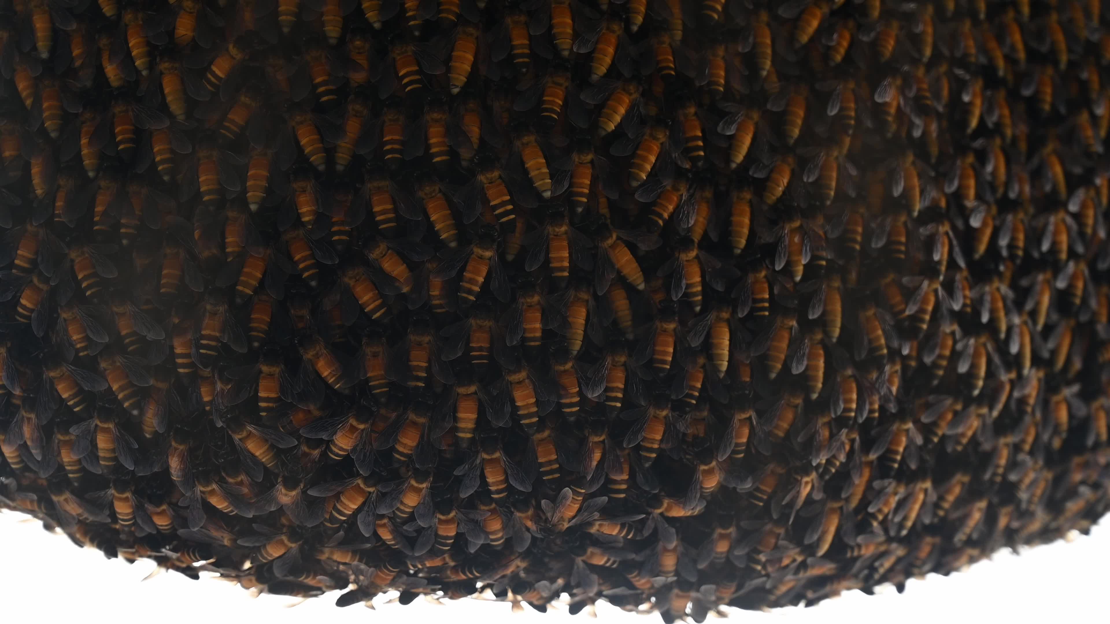 Giant honey bee (Apis dorsata) - Honey - Animal India - Honeycomb 