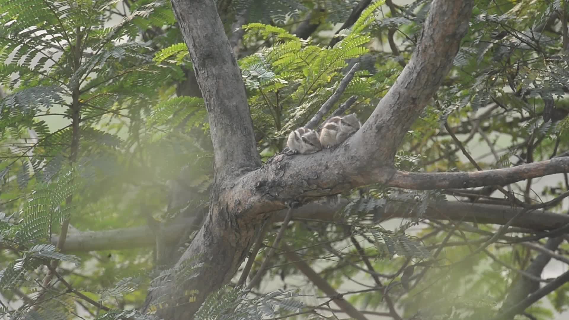 India Animal Squirrel