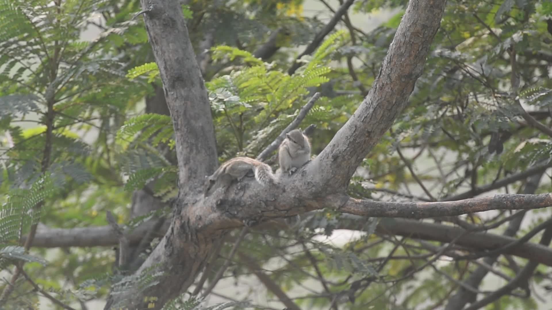 India Animal Squirrel
