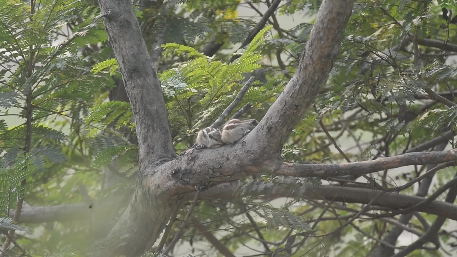 India Animal Squirrel