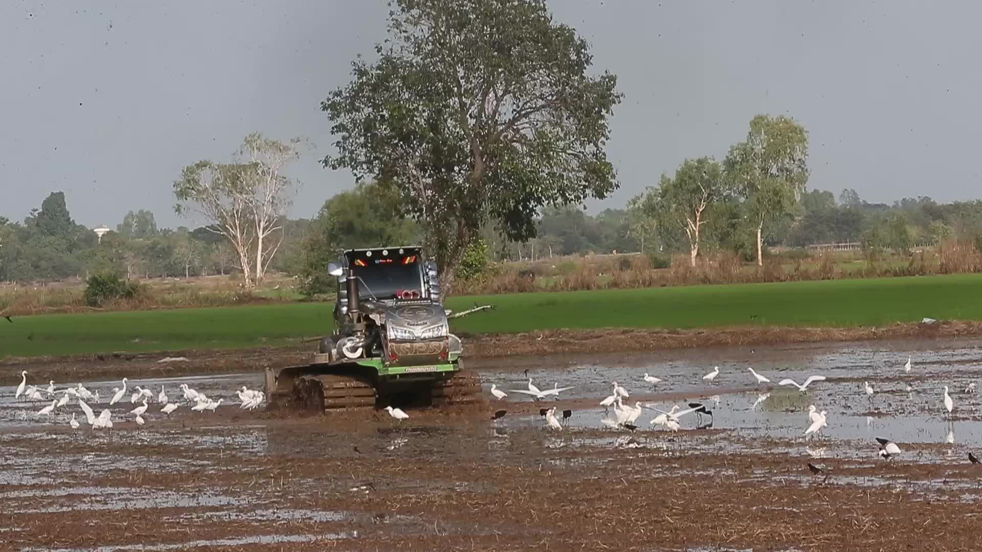 A farmer clears his rice fields