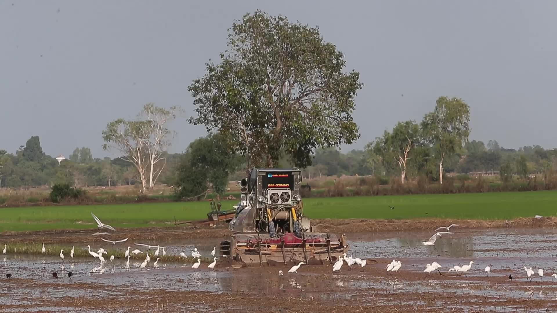 A farmer clears his rice fields