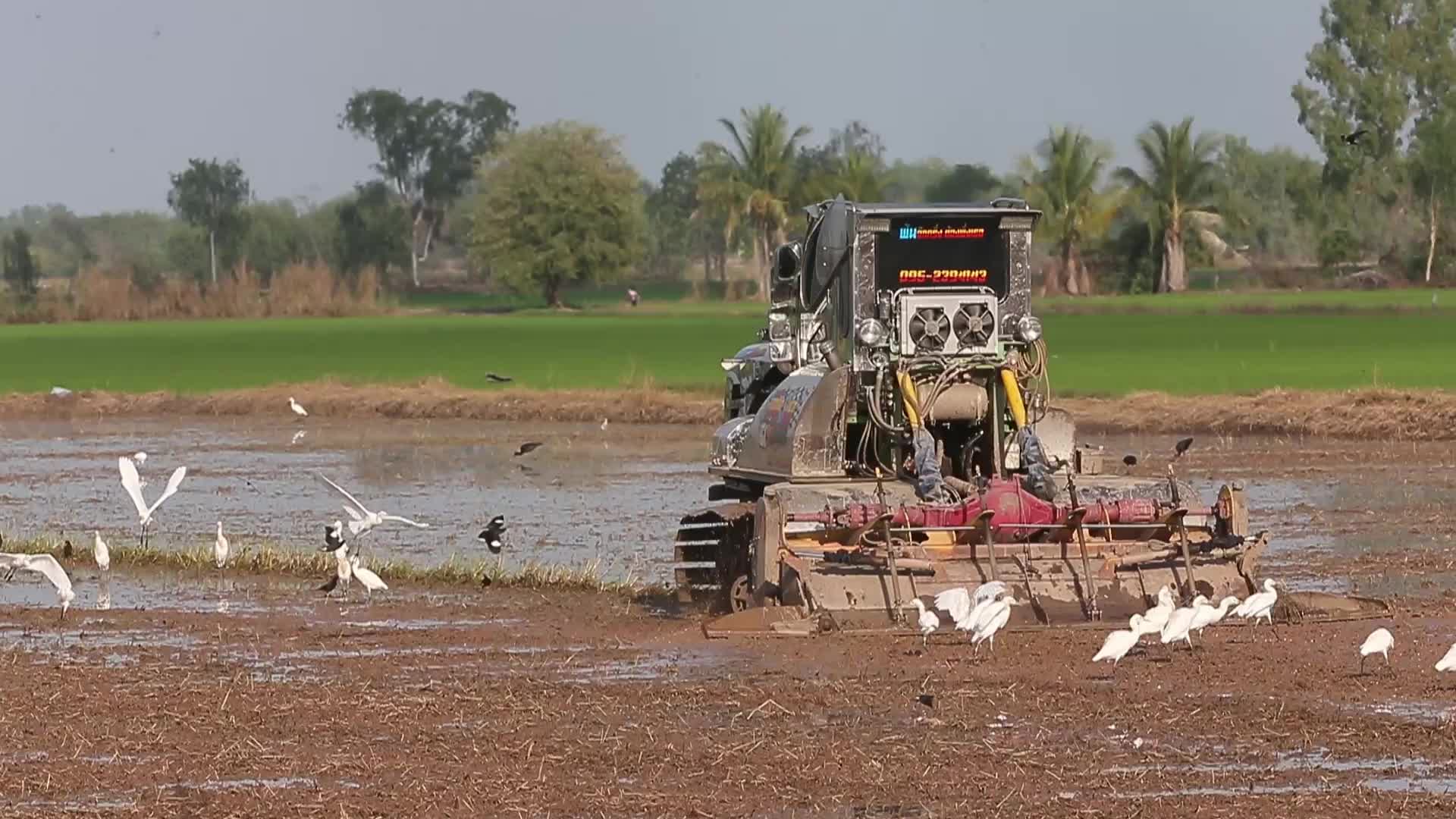 A farmer clears his rice fields