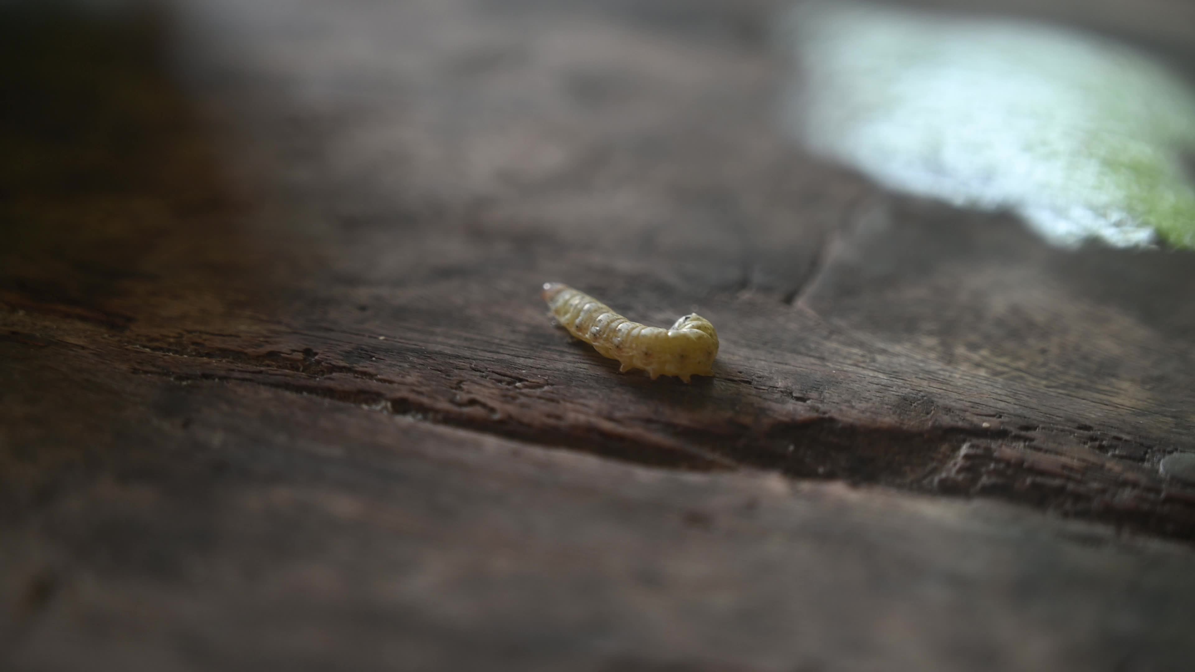 Animal India - Worms In Cauliflower - Pest 
