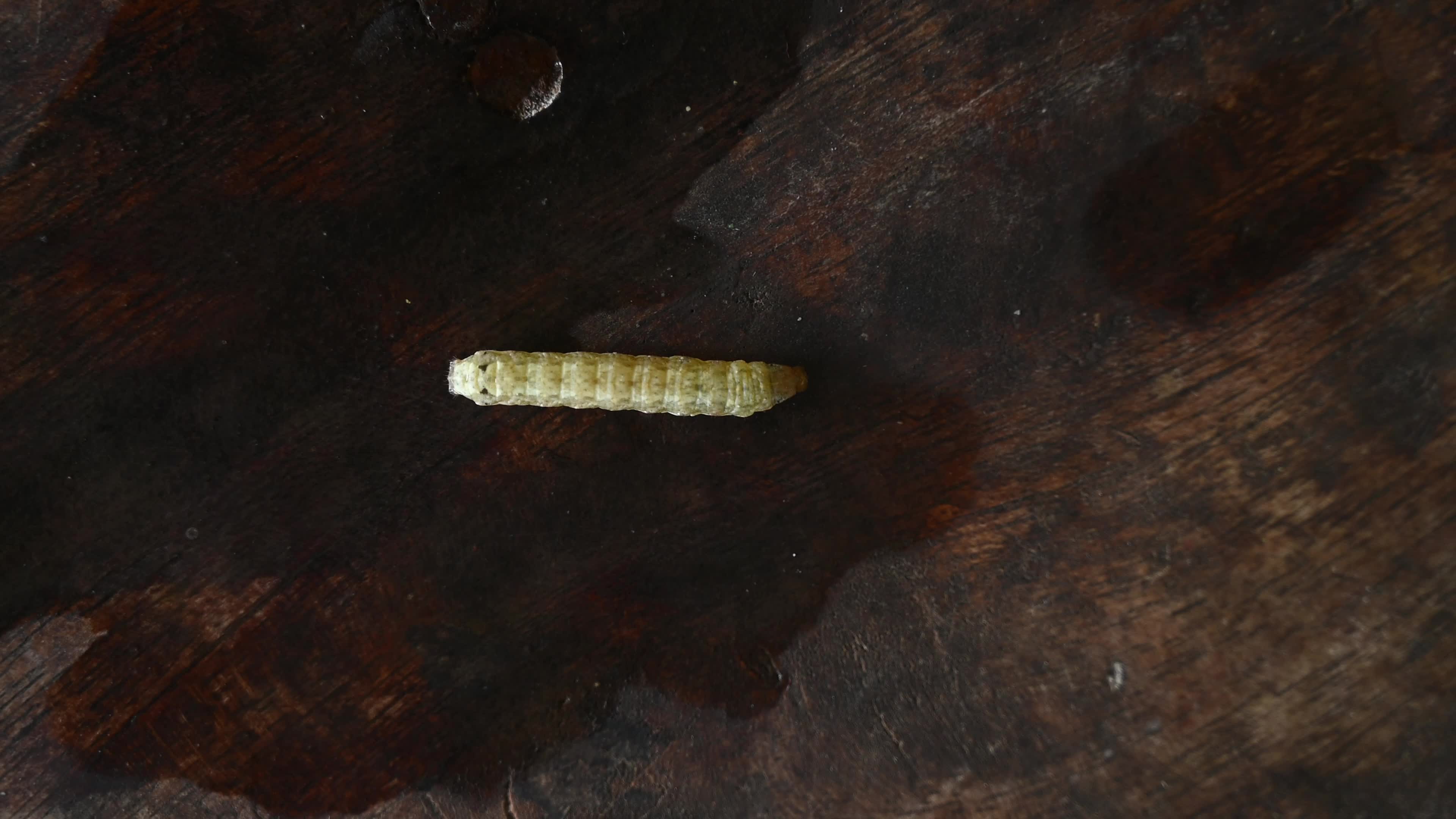 Animal India - Worms In Cauliflower - Pest 
