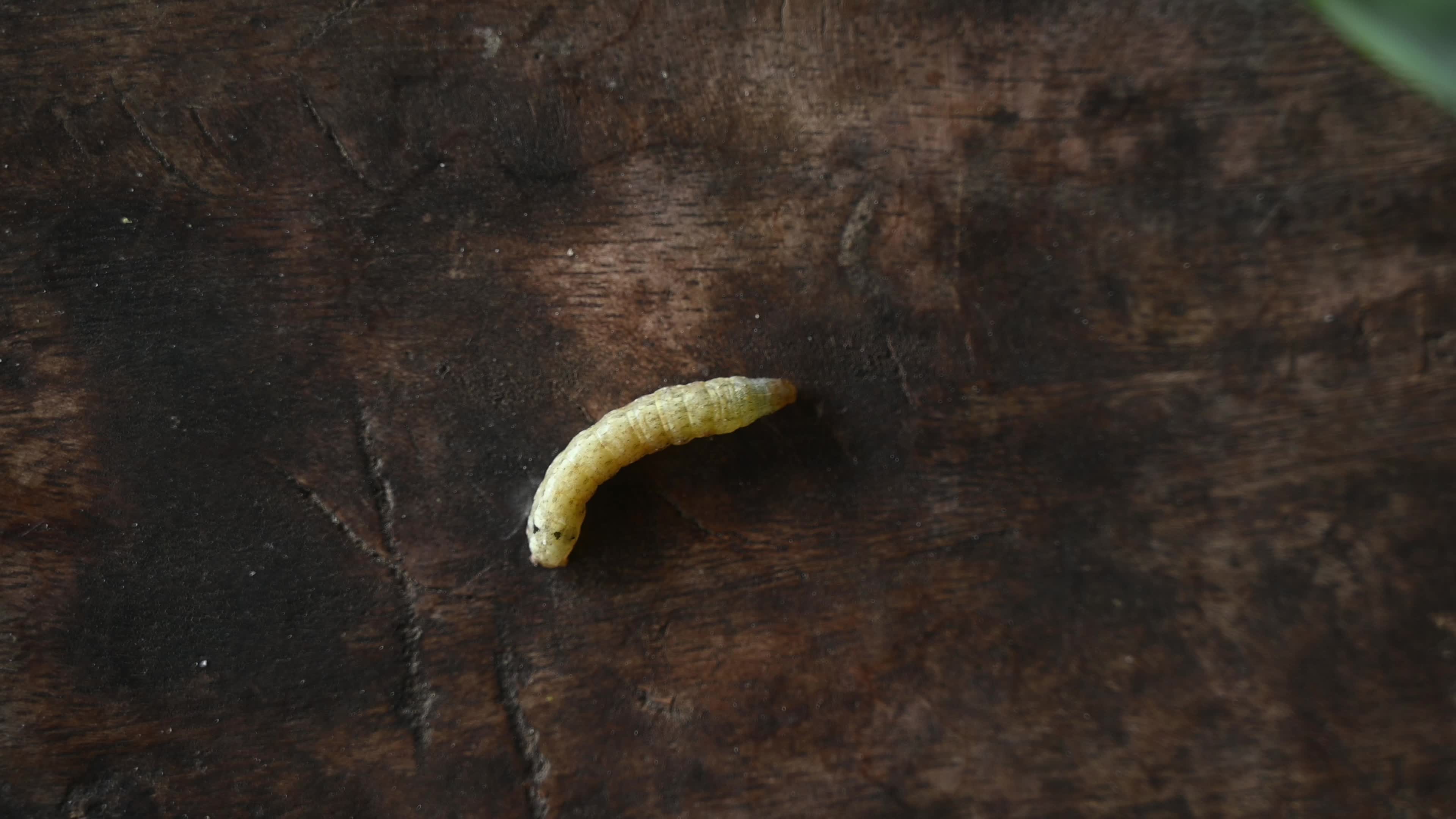 Animal India - Worms In Cauliflower - Pest 