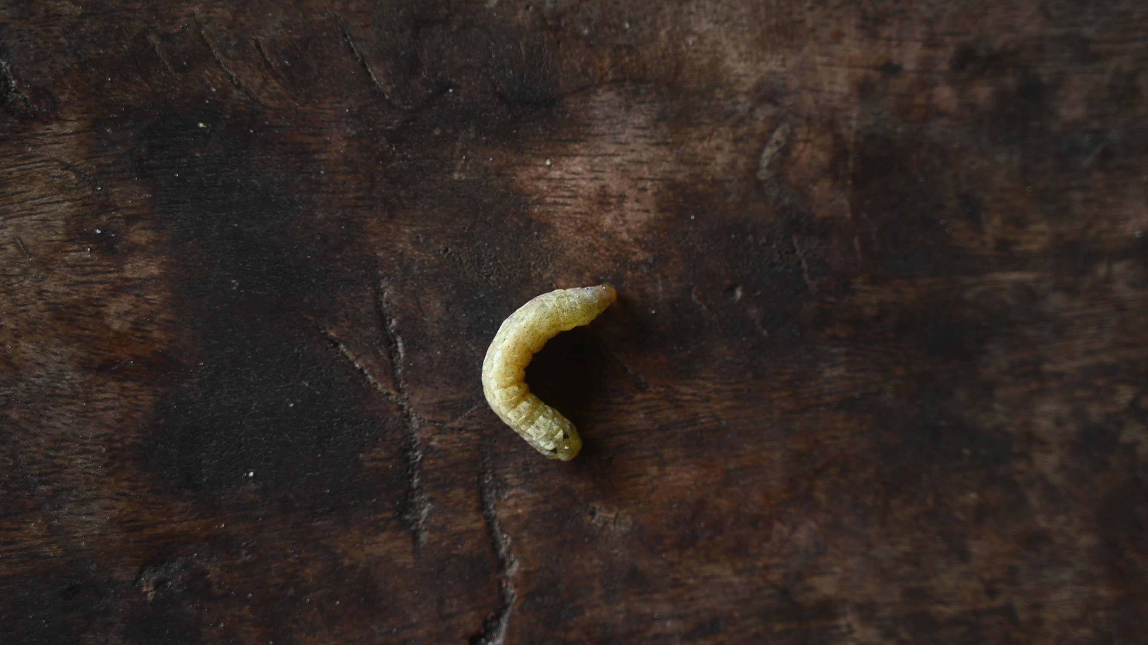Animal India - Worms In Cauliflower - Pest 