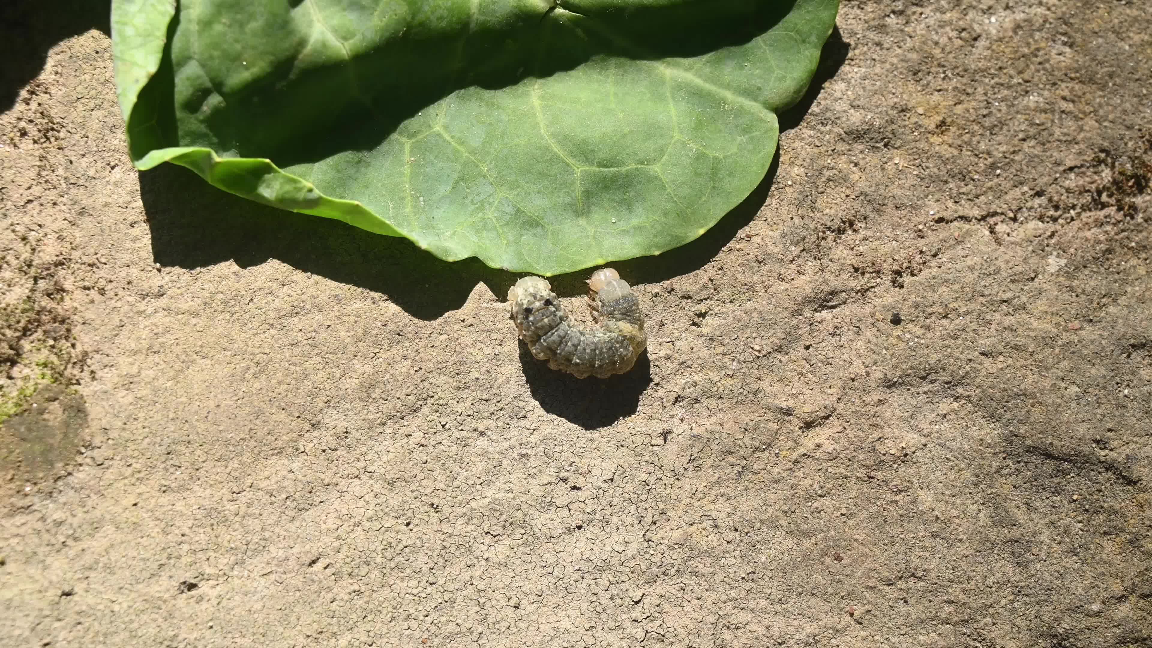 Animal India - Worms In Cauliflower - Pest 