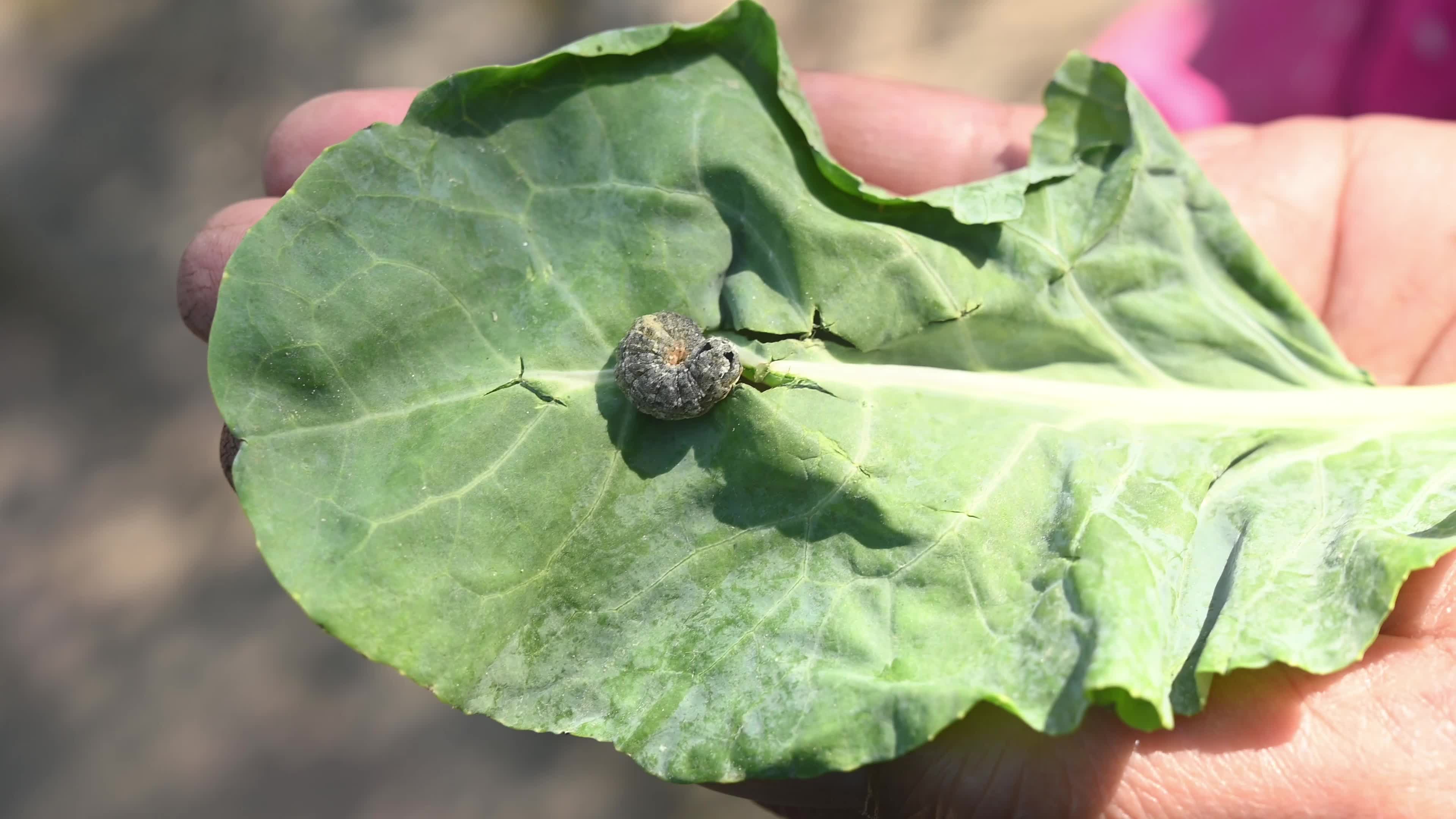 Animal India - Worms In Cauliflower - Pest 
