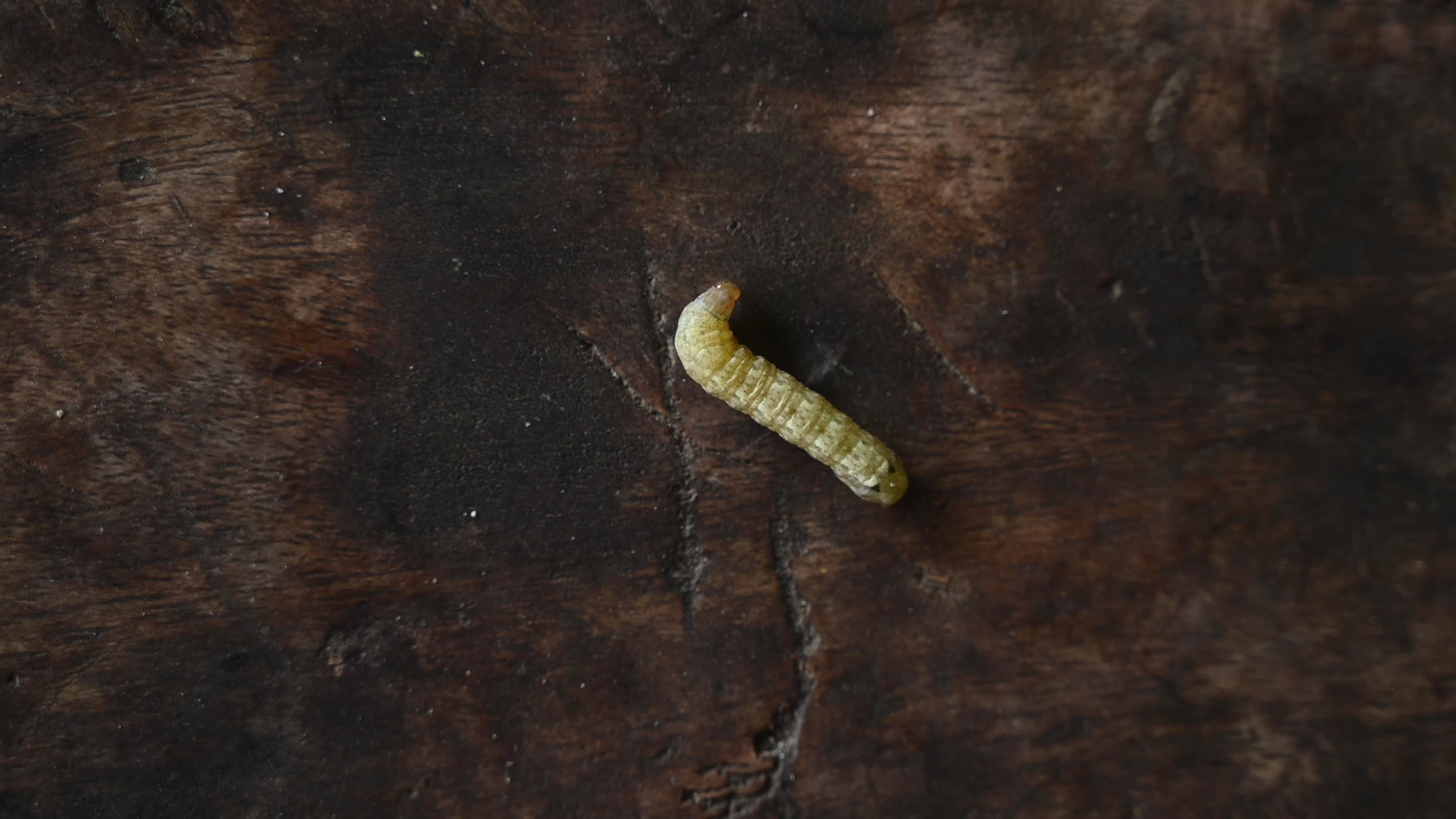 Animal India - Worms In Cauliflower - Pest 