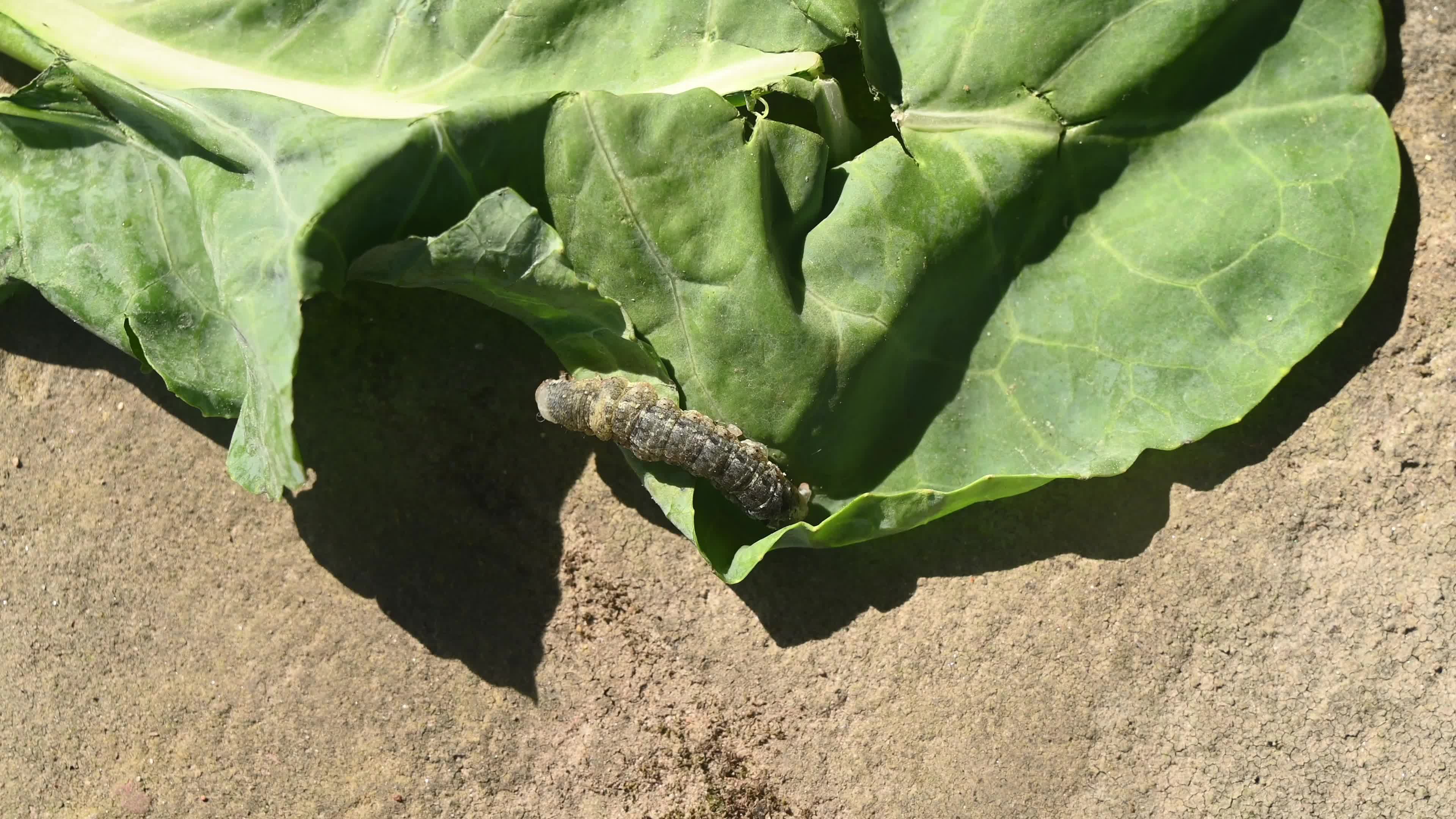 Animal India - Worms In Cauliflower - Pest 