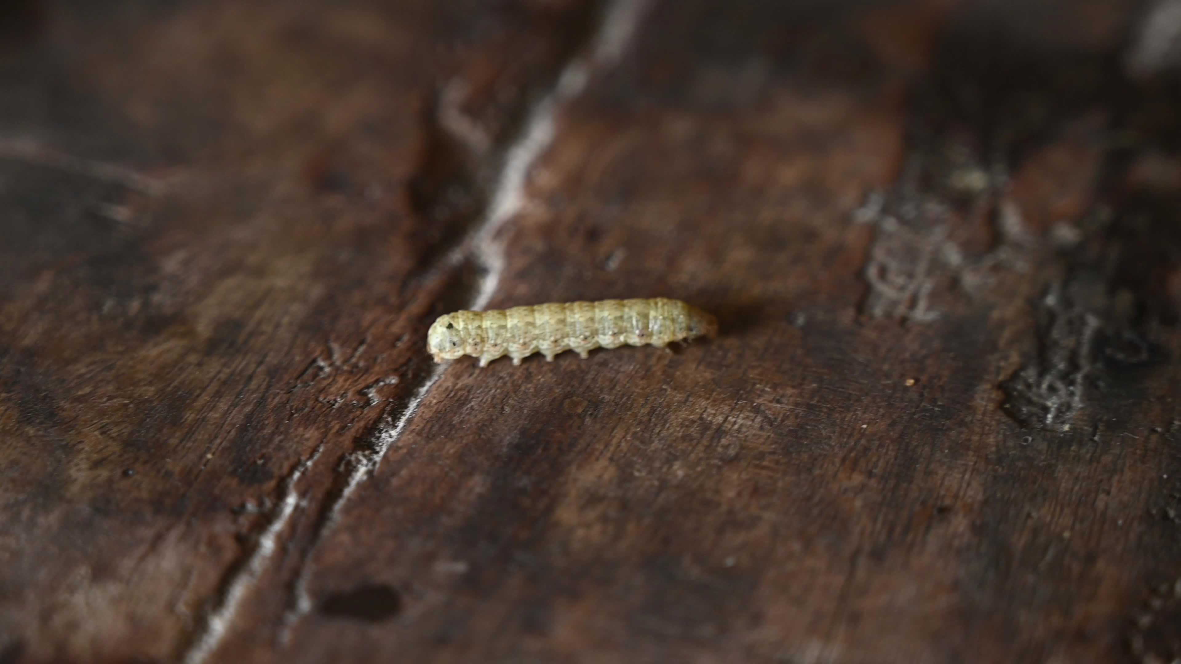 Animal India - Worms In Cauliflower - Pest 