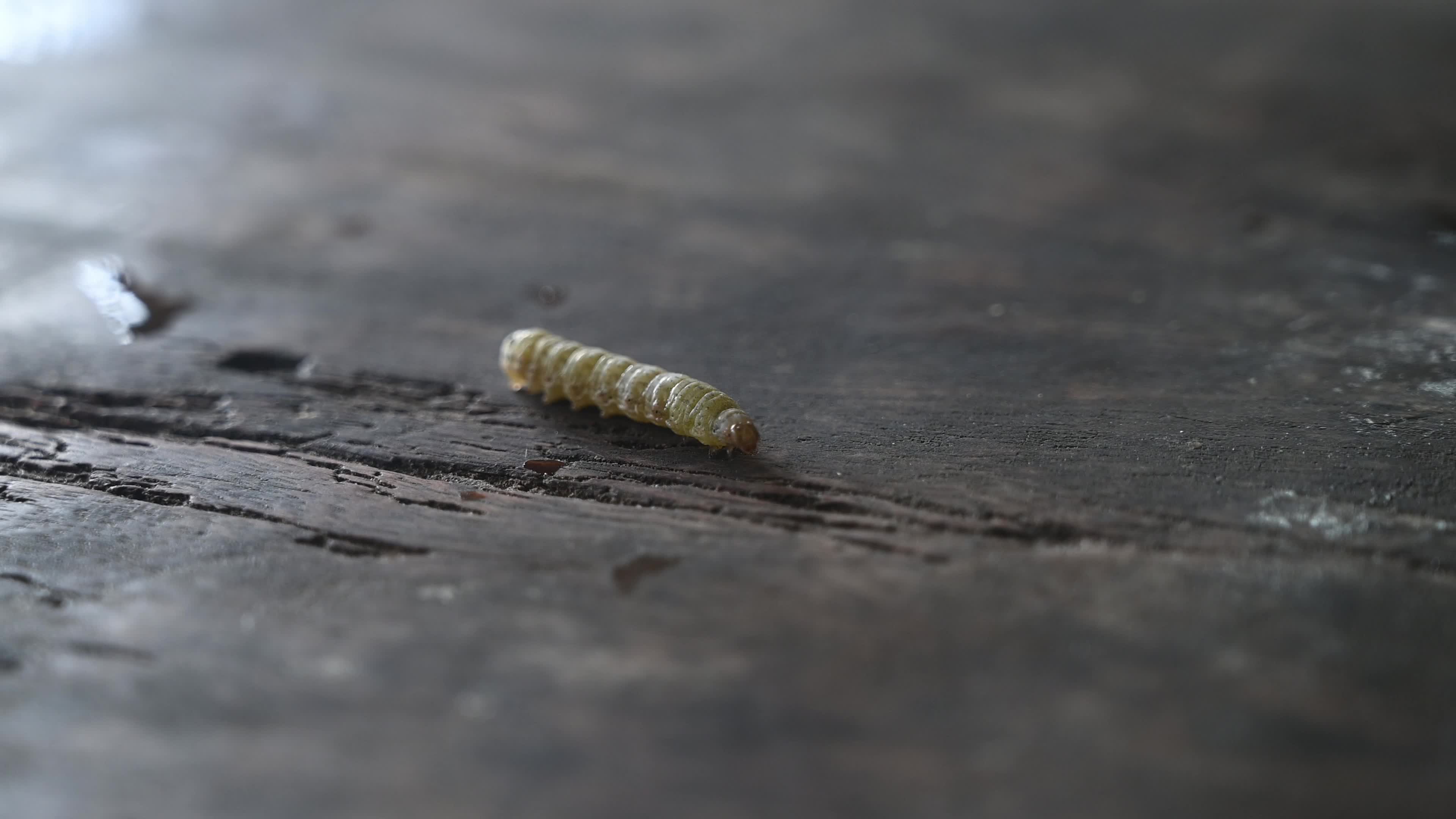 Animal India - Worms In Cauliflower - Pest 