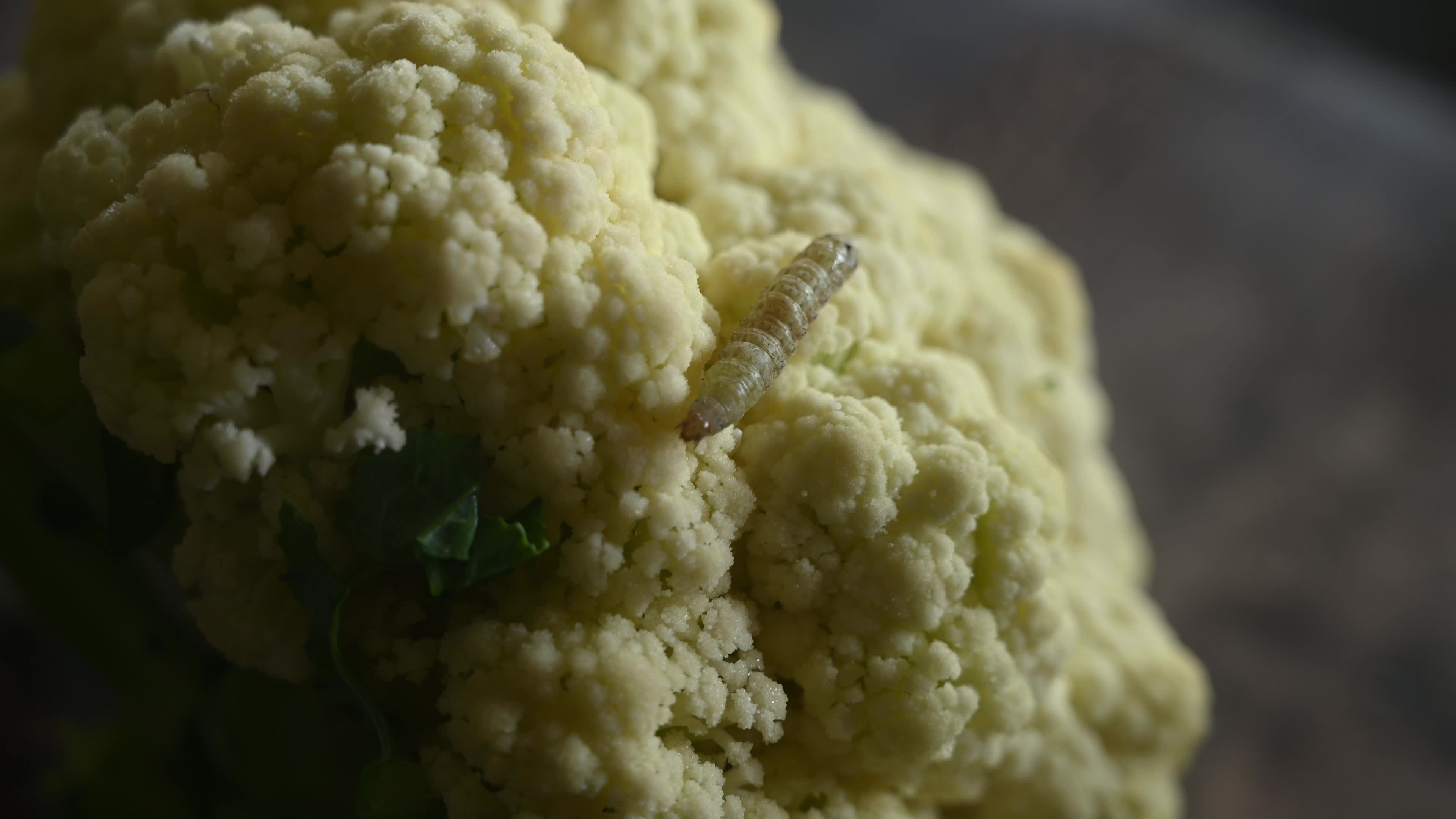 Animal India - Worms In Cauliflower - Pest 