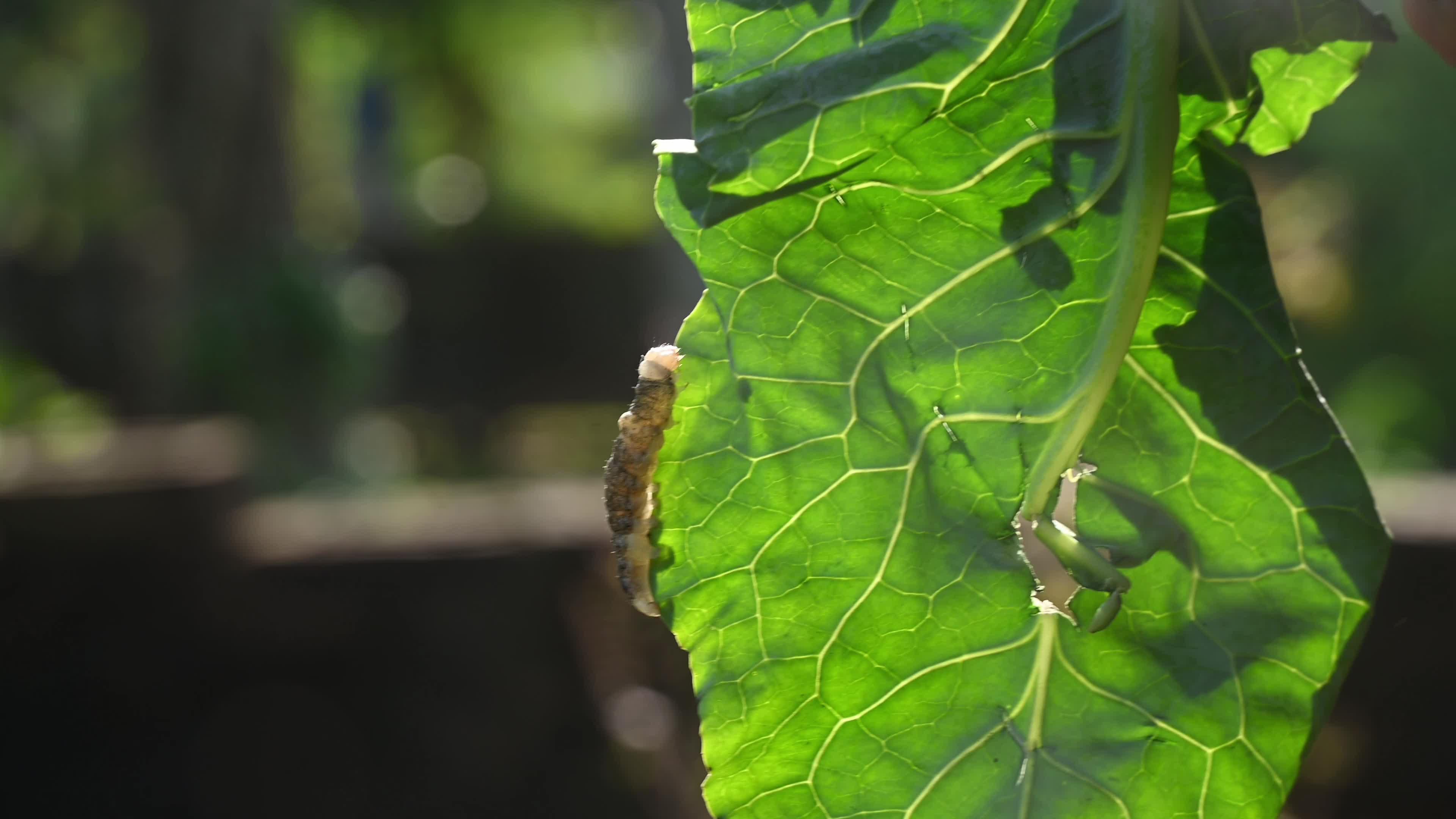 Animal India - Worms In Cauliflower - Pest 