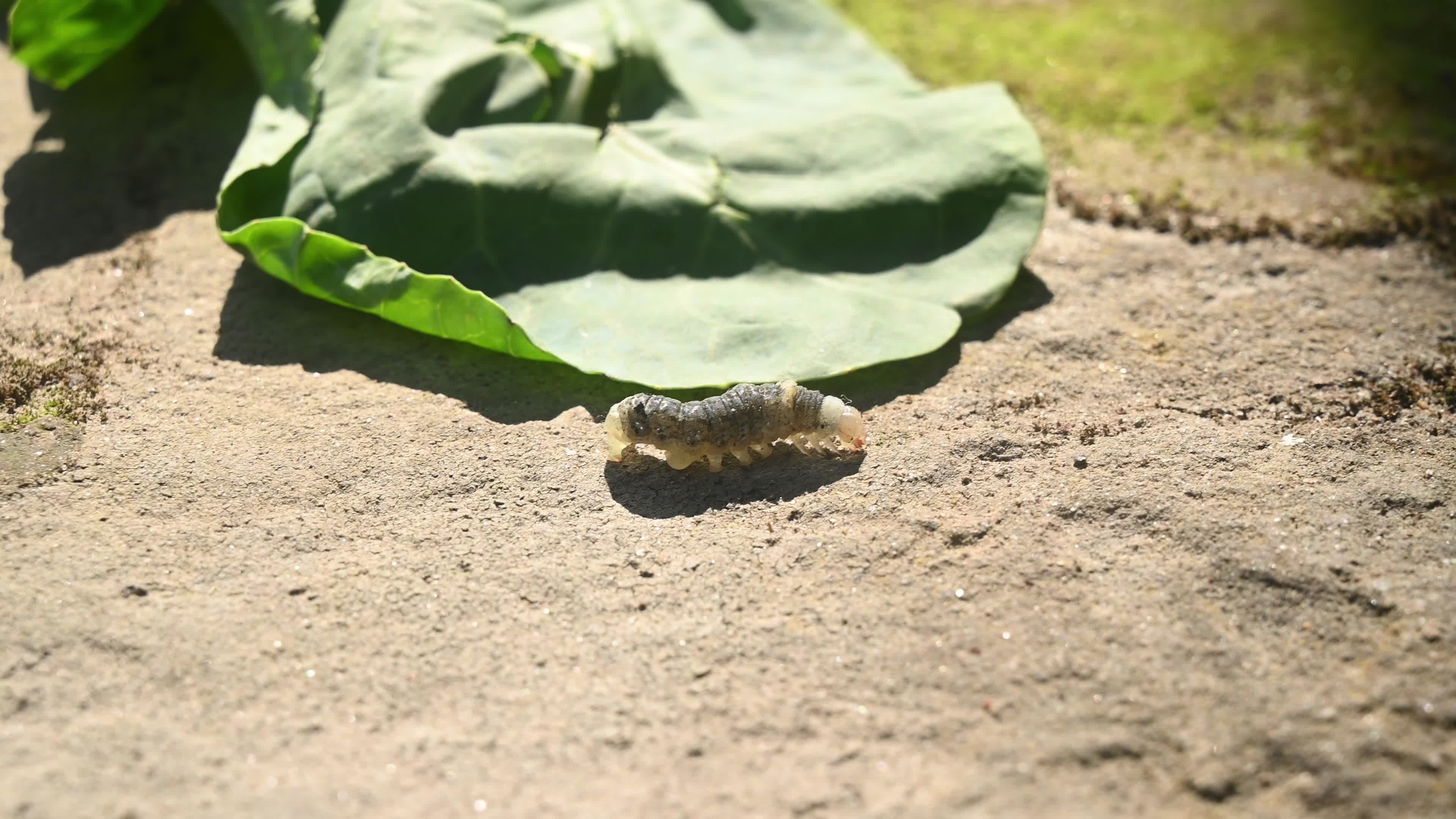Animal India - Worms In Cauliflower - Pest 