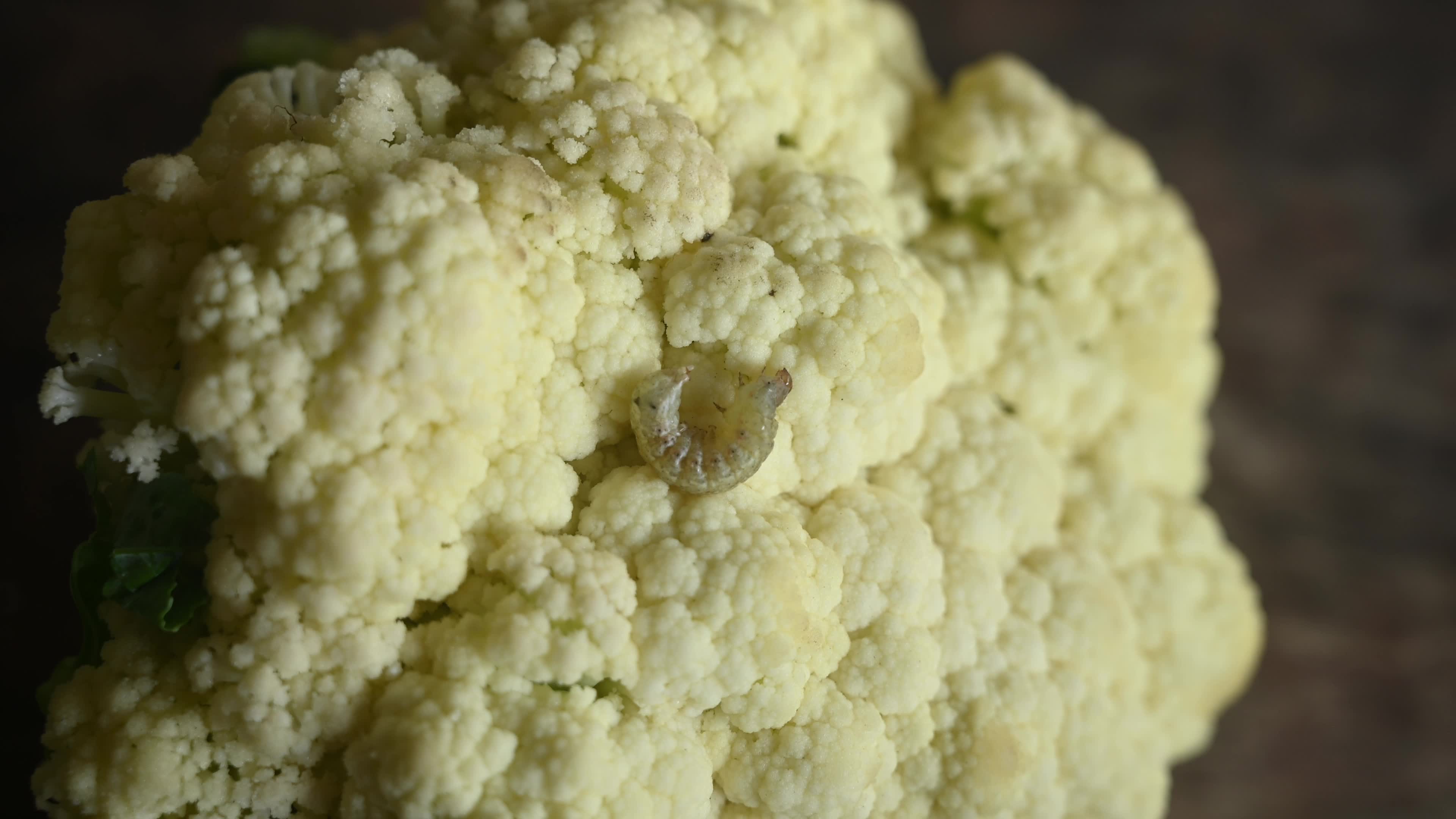 Animal India - Worms In Cauliflower - Pest 
