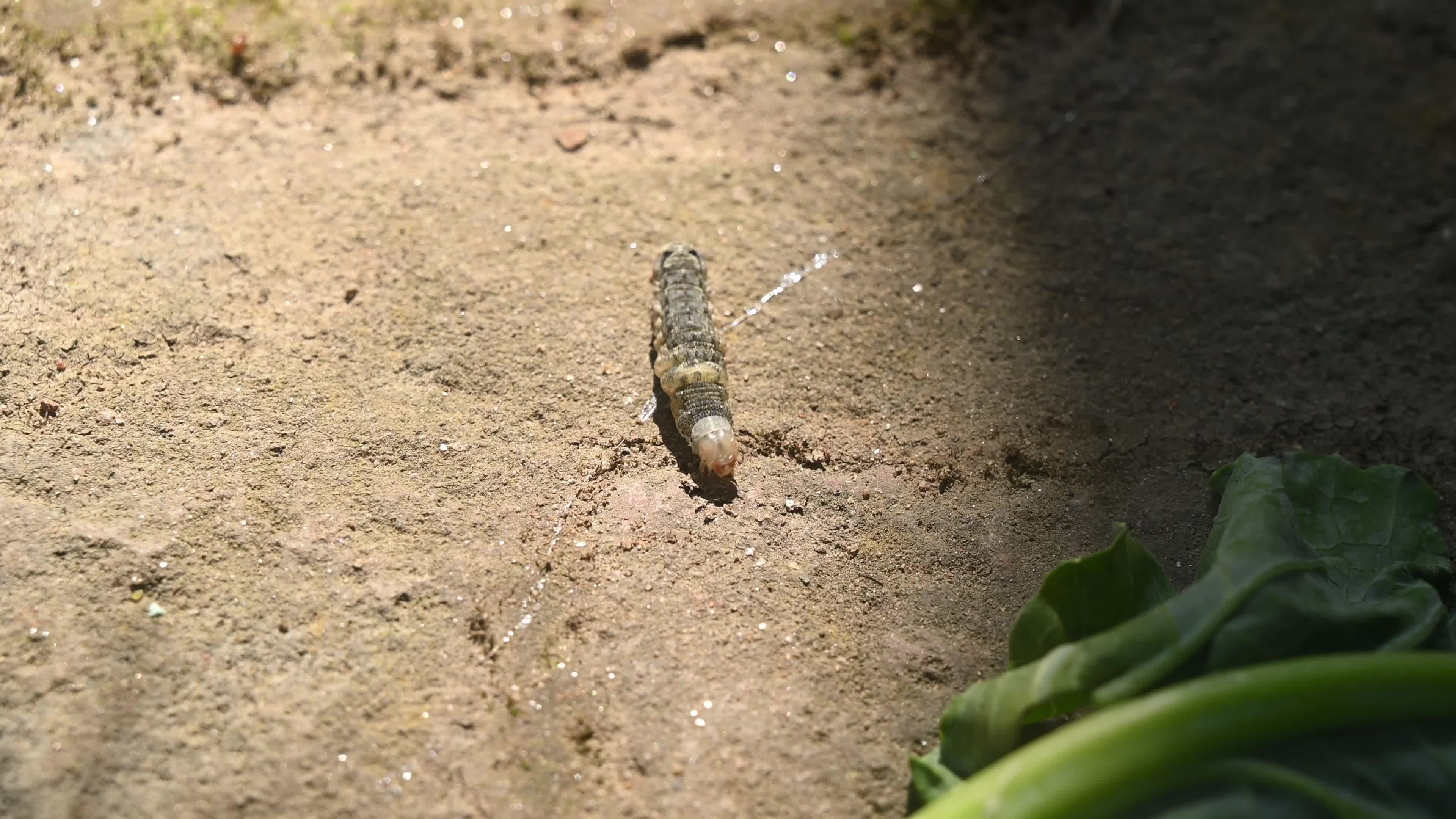 Animal India - Worms In Cauliflower - Pest 