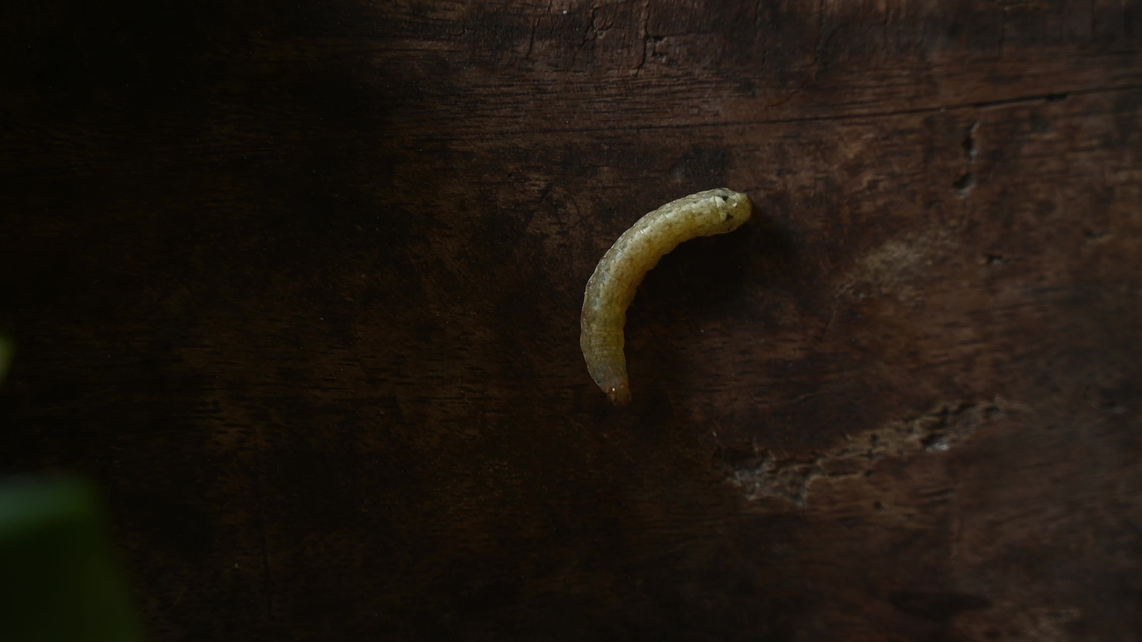 Animal India - Worms In Cauliflower - Pest 